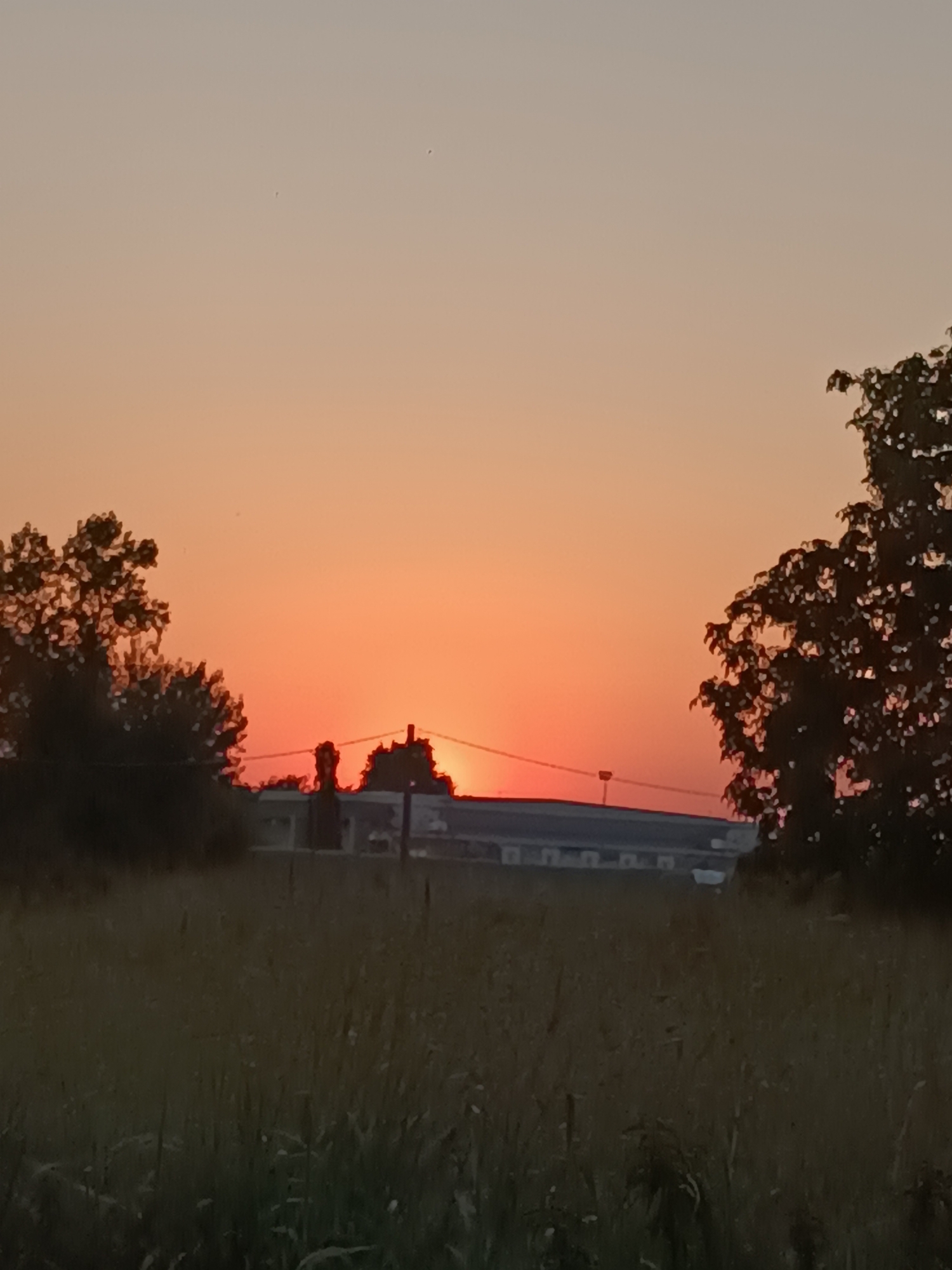The image depicts a rural scene at dusk, likely on the outskirts of Viadana, Italy. The sky is a gradient of soft peach and orange, transitioning to a lighter hue at the top, with a few faint dark specks, possibly birds, visible in the upper portion. The sun, a vibrant orange-red, is partially obscured by a horizontal line of buildings in the middle ground. The buildings appear to be a long, low structure with a darker roofline, and a chimney or smokestack is visible on the left side of the structure.
Framing the scene are silhouettes of trees. On the left, a dense tree with dark foliage partially obstructs the view of the sunset. On the right, a larger, more spread-out tree with a dark, textured canopy also frames the horizon. In the foreground, a field of tall, dry grass, rendered in dark, muted tones, fills the lower half of the image. The overall impression is one of peaceful twilight in a countryside setting.