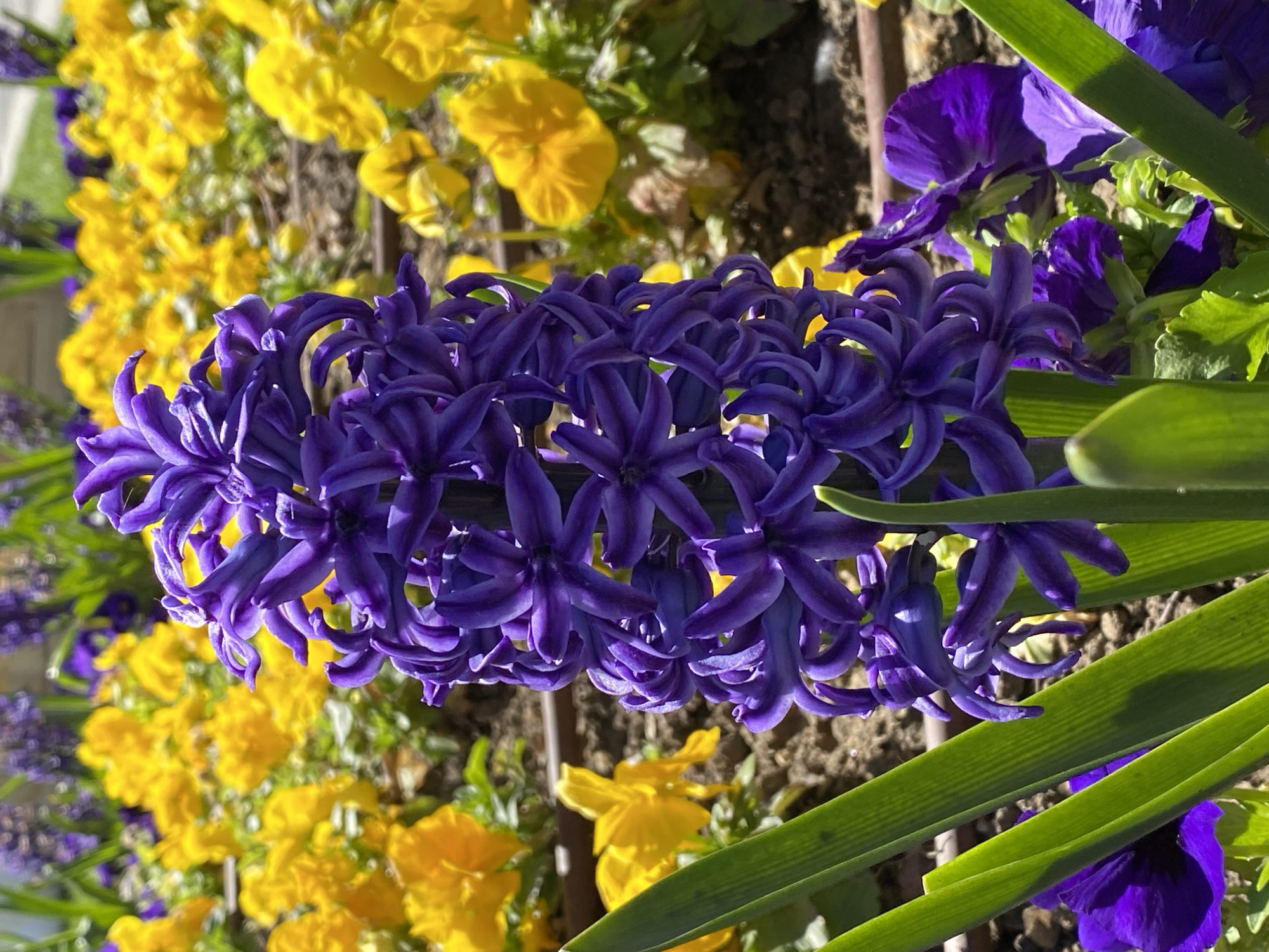 The image depicts a close-up of a flowerbed filled with a mix of purple hyacinth and yellow pansy flowers. The hyacinth is the most prominent feature, showing a dense cluster of individual florets along its stalk. The pansies are dispersed throughout the background. Broad, green leaves belonging to the hyacinth plant are also visible. The ground appears to be covered with soil and some decaying organic matter. The scene is brightly lit. This image appears to be of a cultivated garden or park setting. The location, Pleven, Bulgaria, cannot be confirmed from the visual information.