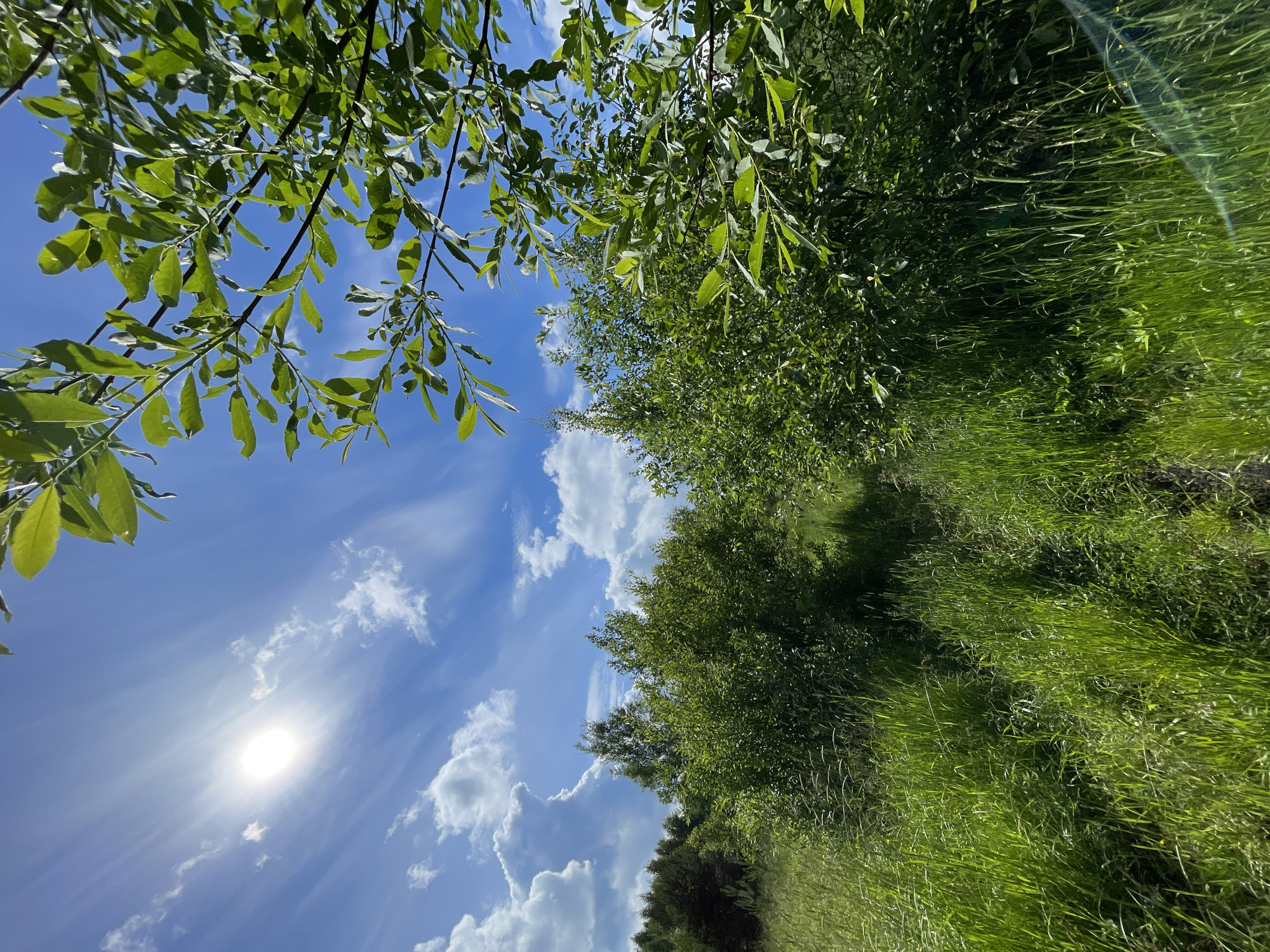 The image shows a sunlit meadow with tall green grass and various trees. The sky is blue with scattered white clouds and the sun is visible. In the foreground, there is a path through the grass. In the background, there are more trees and bushes. The scene appears to be a natural landscape. There are no people or man-made objects visible in the image. The location is described as the city of Заречный, Russia.