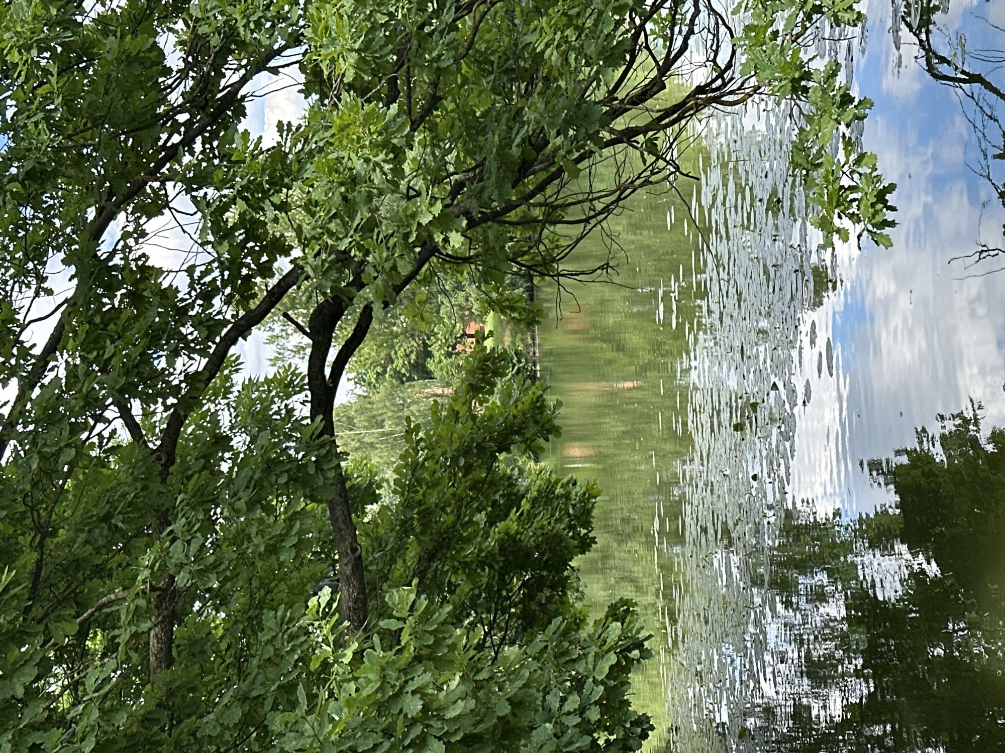 The image depicts a serene, natural scene with a body of water bordered by lush green trees. The water's surface is partially covered with lily pads and reflects the sky and surrounding foliage, creating a shimmering, dappled effect. Several trees with dense green leaves and dark branches frame the view on the left side and in the foreground. In the background, more trees and a hint of a building with a red roof suggest a park-like setting. The sky, visible through the tree canopy and in the water's reflection, is partly cloudy with bright white clouds against a blue expanse. The overall impression is one of a tranquil summer day, possibly late morning or early afternoon, given the bright, diffused light. There are no people or specific objects of interest besides the natural elements. The location is identified as Ostafievo, Russia.