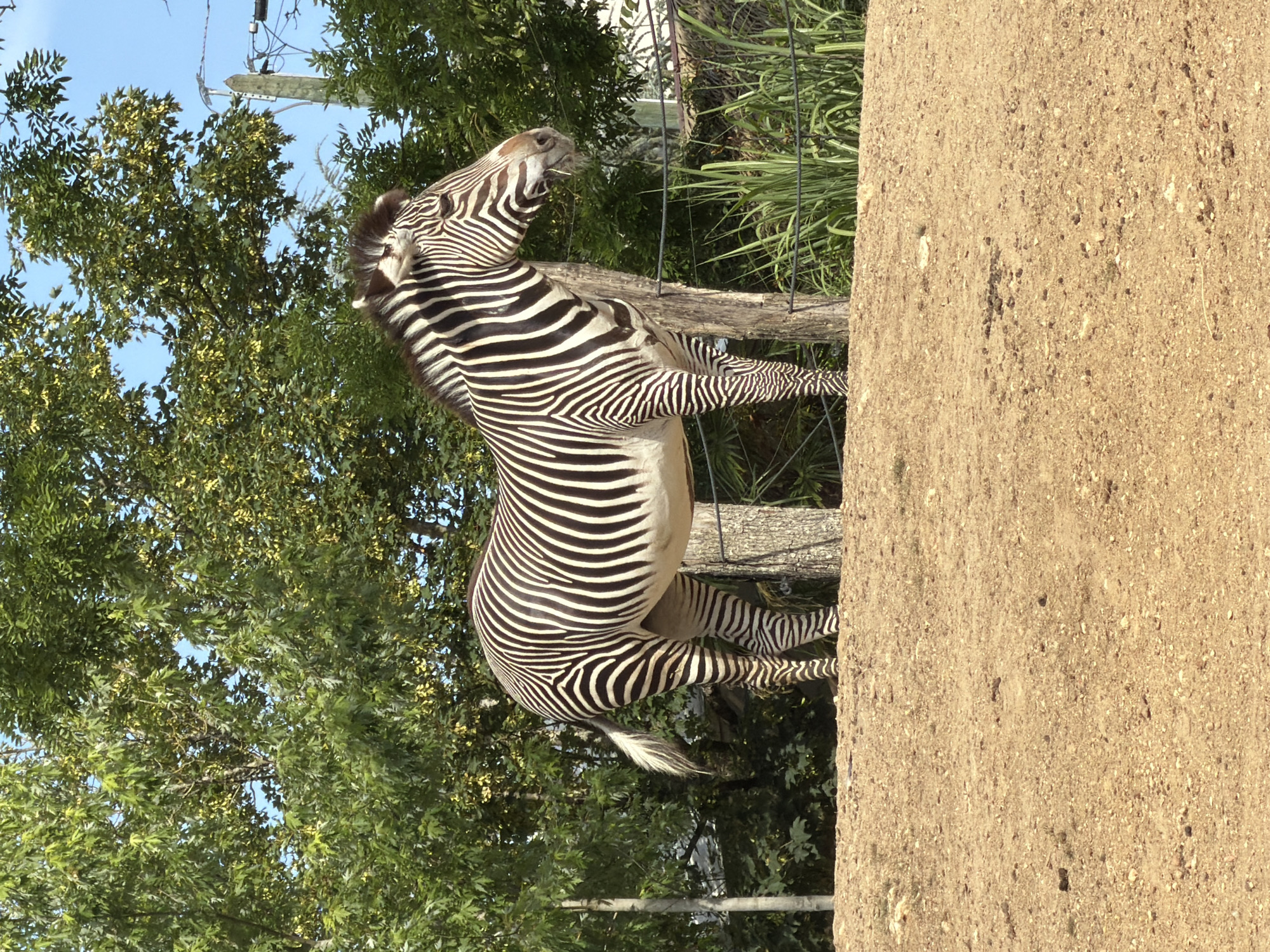 A Grevy's zebra stands on a dirt mound in a zoo enclosure with trees and a fence in the background. The zebra is facing to the right and has its mouth open, with some grass stalks visible. The zebra has distinctive black and white stripes on its body and legs. The environment is sunny and green, with a clear blue sky visible above the trees.