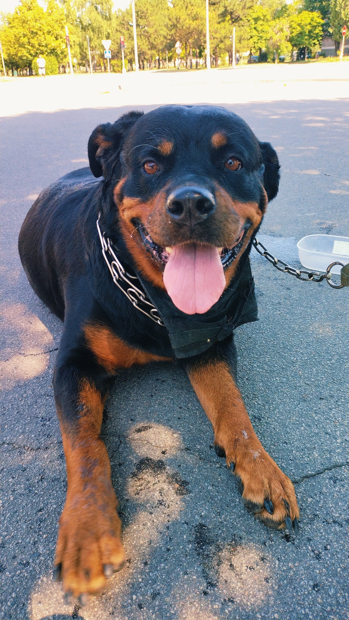 A Rottweiler dog is lying on asphalt pavement in a park. The dog is facing the camera with its tongue out and appears to be panting. It is wearing a metal chain collar and a black bandana around its neck. In the background, there are trees, streetlights, and a traffic signal, suggesting an urban park setting. The location is identified as Horishni Plavni, Ukraine. A white plastic container and a leash attached to the dog's collar are visible to the right. The lighting suggests it is daytime with sunlight casting shadows.