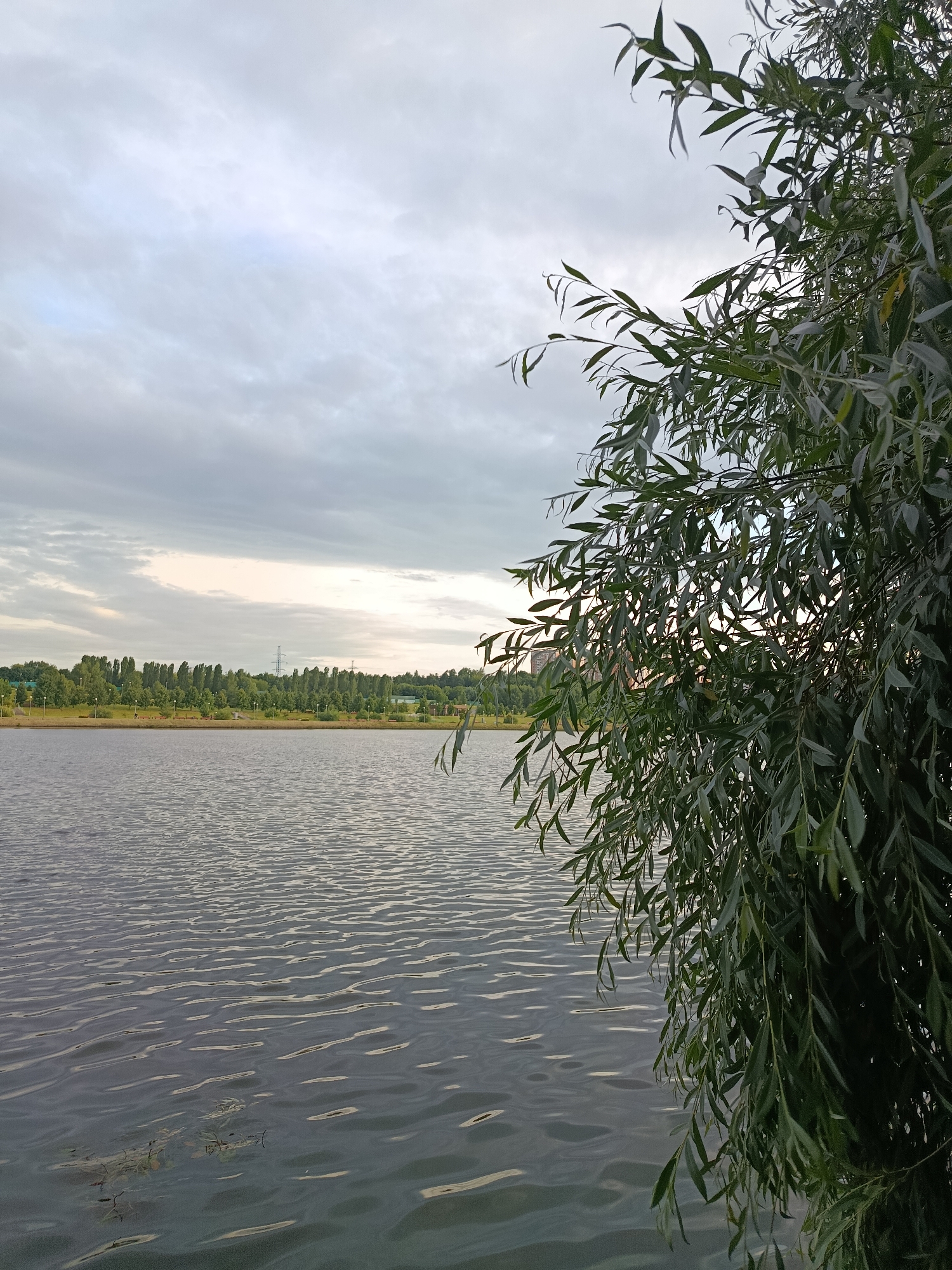 This is a vertical, medium-shot, outdoor, daytime photograph taken at eye-level. The scene depicts a body of water with ripples and some debris floating on the surface in the foreground, immediately next to a weeping willow tree. The tree branches and leaves are in sharp focus and dominate the right side of the frame, obscuring part of the background. The water leads to a distant tree-lined shore with a park or green space. A few buildings and a tall power line tower are visible amongst the trees in the far distance. The sky above is overcast with scattered clouds, suggesting a mild or cool day. The light is soft, indicating it's likely early morning or late afternoon. There is no visible text in the image. The overall mood is tranquil and natural, with a focus on the interplay of water, foliage, and the sky. The location context is Moscow, Russia.