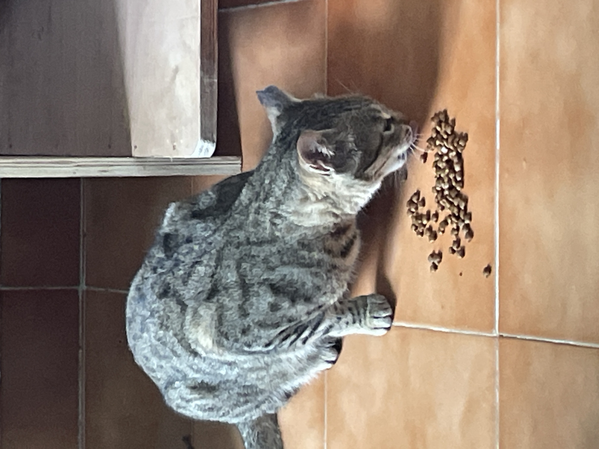 A tabby cat is eating kibble from the floor. The cat is crouched down, with its head low to the ground, actively consuming the food. The floor is tiled with a terracotta color. In the background, there is a light-colored wooden shelf unit. There is no indication of the city of Bhagsu, India in this image.