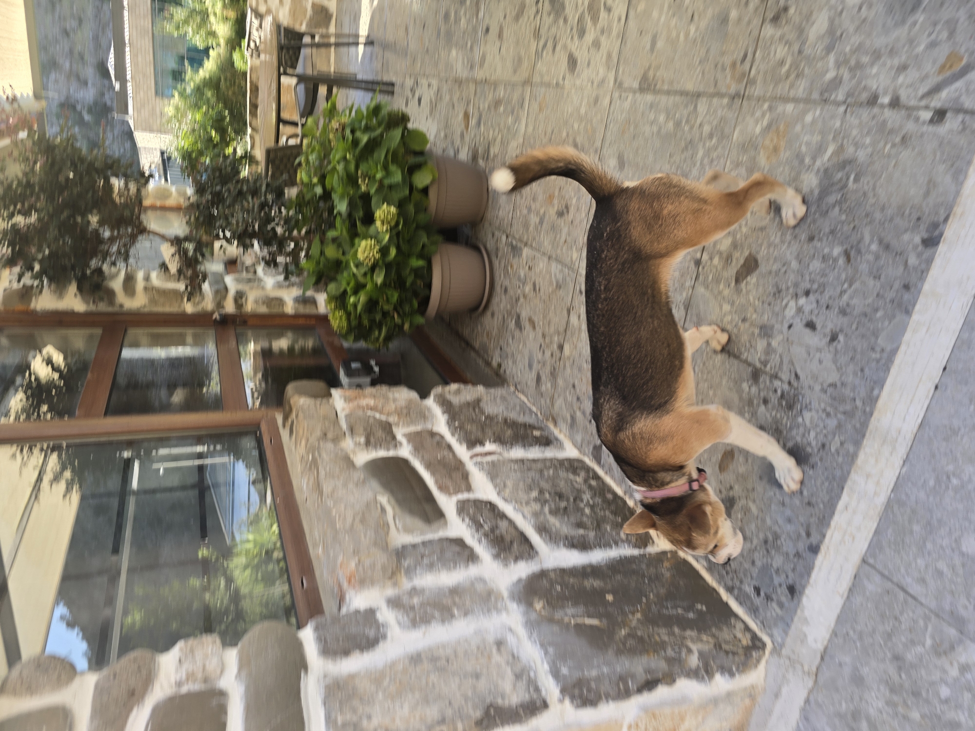 A medium-sized, short-haired dog with brown and tan fur is walking on a tiled patio near a stone wall. The dog is wearing a pink collar and has a white-tipped tail curled upwards. In the background, there are large potted plants with green leaves, a wooden table with chairs, and a building with windows. The scene is outdoors in daylight.