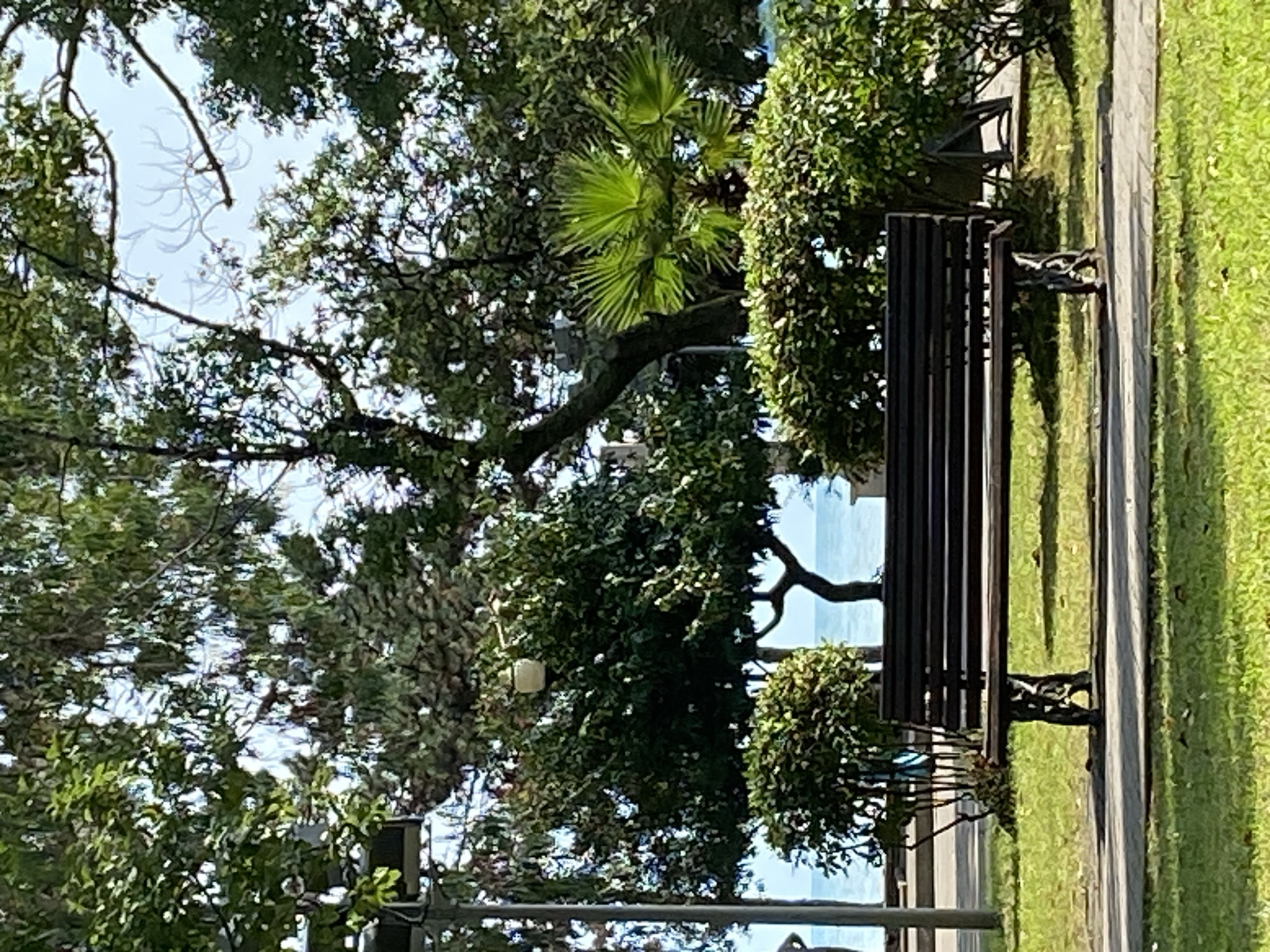 The image captures a serene park scene in Sokhumi, Abkhazia, with a clear view of the Black Sea in the background. In the foreground, a dark wooden park bench sits on a paved pathway bordered by lush green grass. Behind the bench, a variety of trees and manicured bushes create a dense canopy. A particularly prominent tree with a distinctive curved trunk stands out, partially obscuring the view of the tranquil blue sea. The sunlight filters through the leaves, casting shadows on the ground, and a single lamp post with a spherical light fixture is visible among the foliage. The sky above is a soft blue, with faint wisps of clouds. No people are visible in the frame.