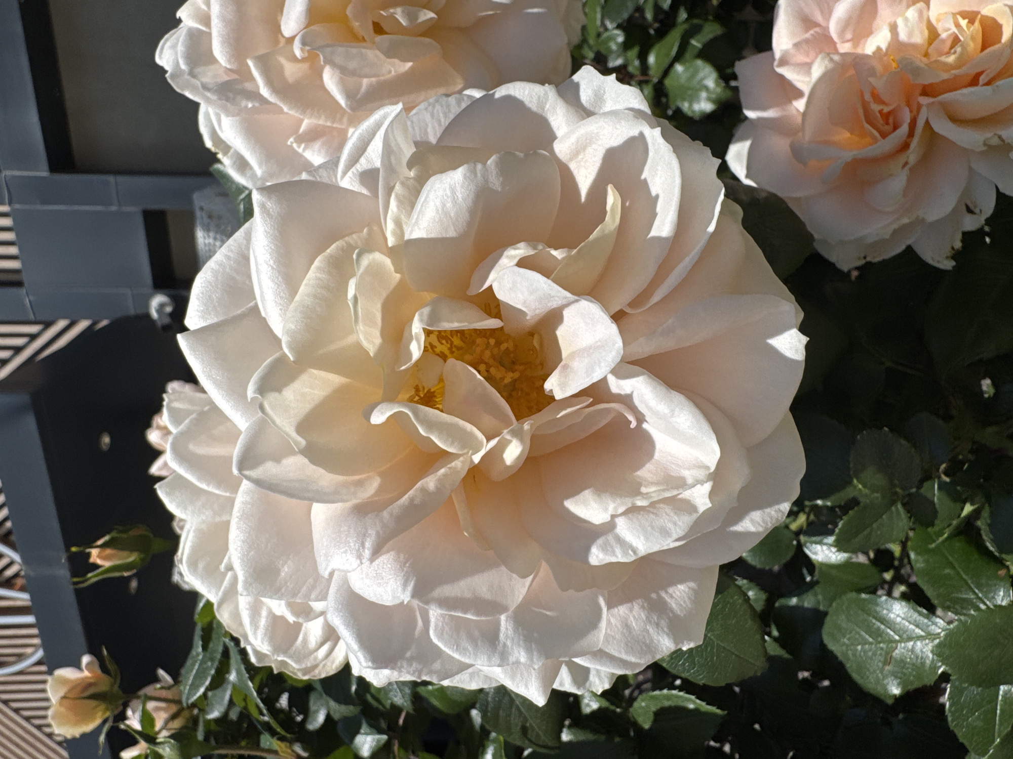The image shows a close-up of several roses in full bloom, their petals a delicate shade of pale peach or cream. The largest rose dominates the center of the frame, with a cluster of smaller roses visible to the left and upper right. The roses are set against a background of dark green foliage. A glimpse of an adjacent structure with black and white patterned elements is visible on the left side of the frame. The location is Batumi, Georgia.