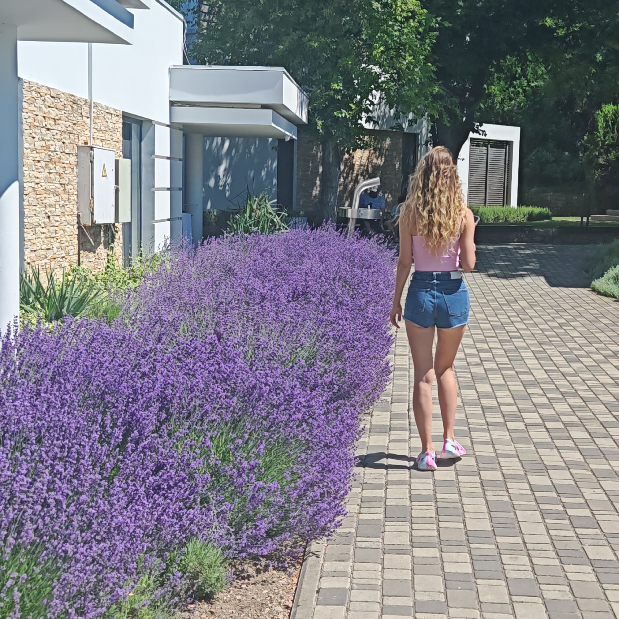 A woman with long, curly blonde hair is walking away from the camera down a paved walkway. She is wearing a pink crop top and denim shorts. Her shoes are pink and white. She is walking past a large bush of vibrant purple lavender. To her left, there is a modern building with white and stone elements. Behind the building, there are trees. The walkway is made of interlocking gray and beige rectangular pavers. The scene appears to be set on a sunny day. There is a white electrical box mounted on the stone wall of the building.