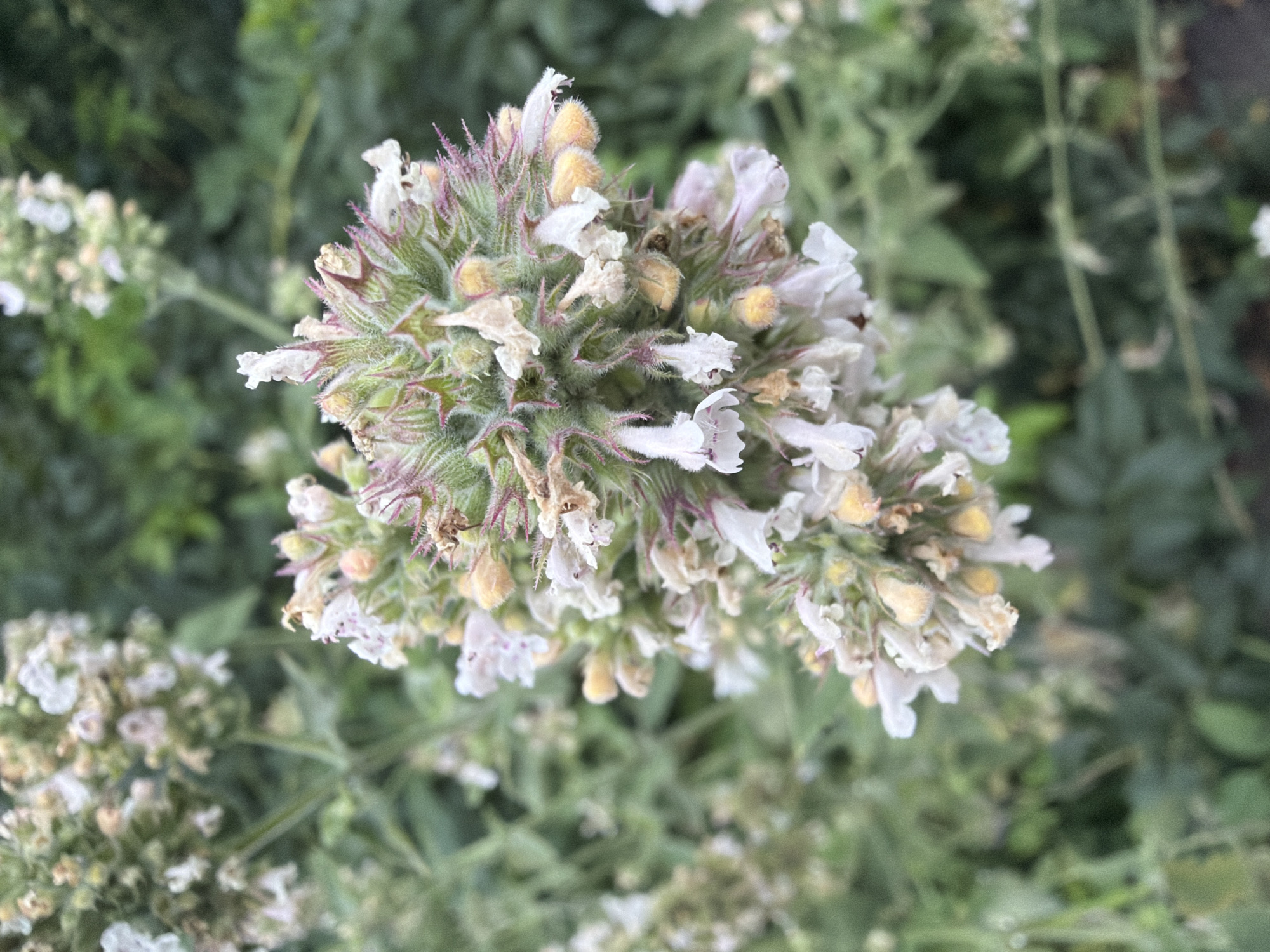 The image displays a close-up view of a flowering plant, likely catmint, with clusters of small, delicate white and pale pink flowers. The flowers have fuzzy yellow centers and some are beginning to dry and fade. The plant has green stems and is surrounded by a blurred background of lush green foliage, suggesting an outdoor setting. The focus is on the intricate details of the blossoms and the texture of the plant. The location is identified as Novosibirsk, Russia. There are no people, animals, or man-made objects visible in the image.