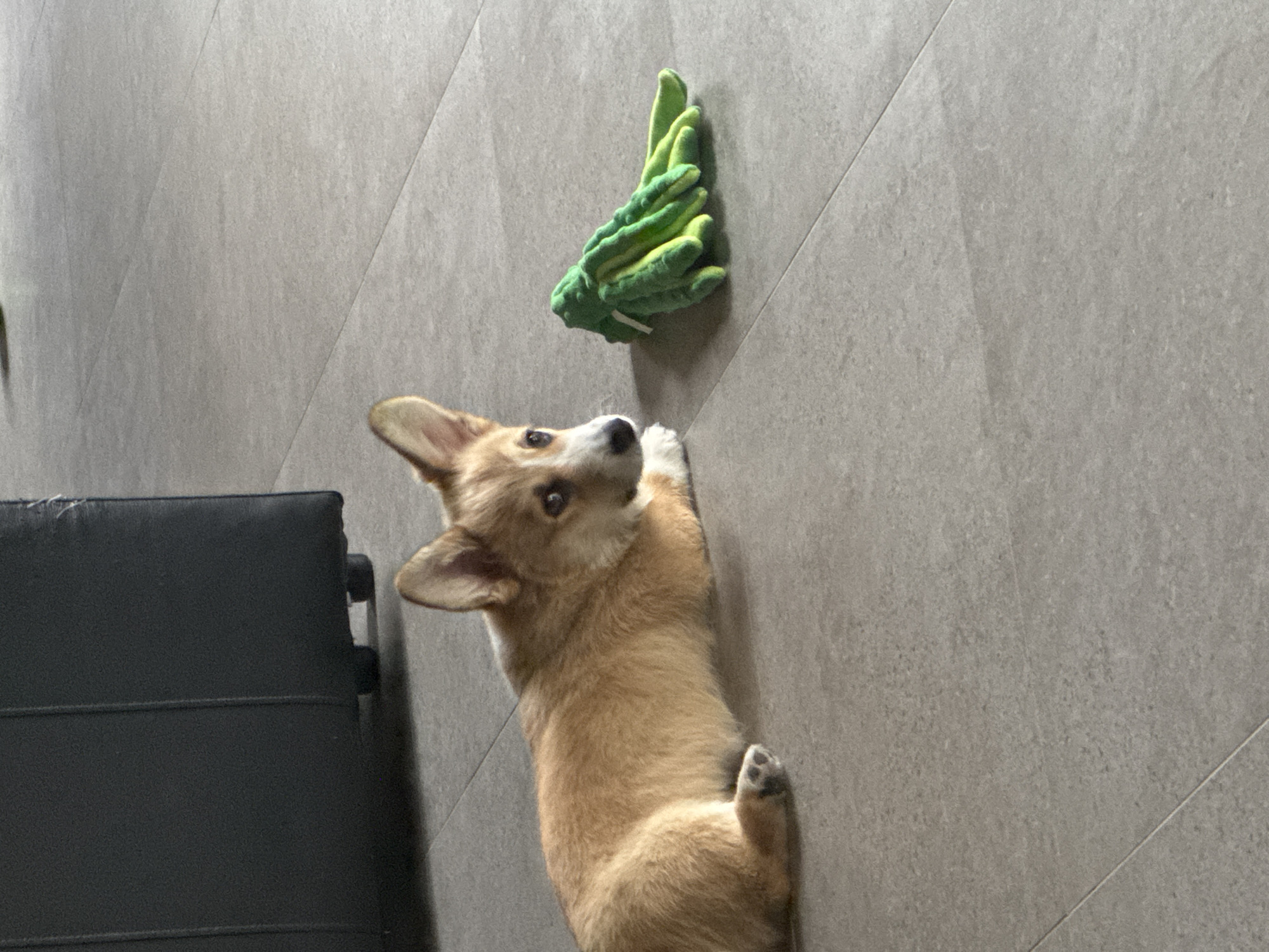 The media file features a young Pembroke Welsh Corgi lying on a gray tiled floor, looking up at a green, textured dog toy that resembles a cluster of broccoli. The Corgi is light brown and white with prominent ears and dark eyes, its body positioned vertically in the frame. One of its paws is extended towards the toy. To the left of the Corgi, a portion of a dark-colored piece of furniture, possibly a sofa or bench, is visible. The lighting suggests it is daytime, likely indoors, with the floor tiles reflecting some light. The overall mood is playful and engaging, with the puppy appearing curious and focused on its toy. There is no visible text in the image.