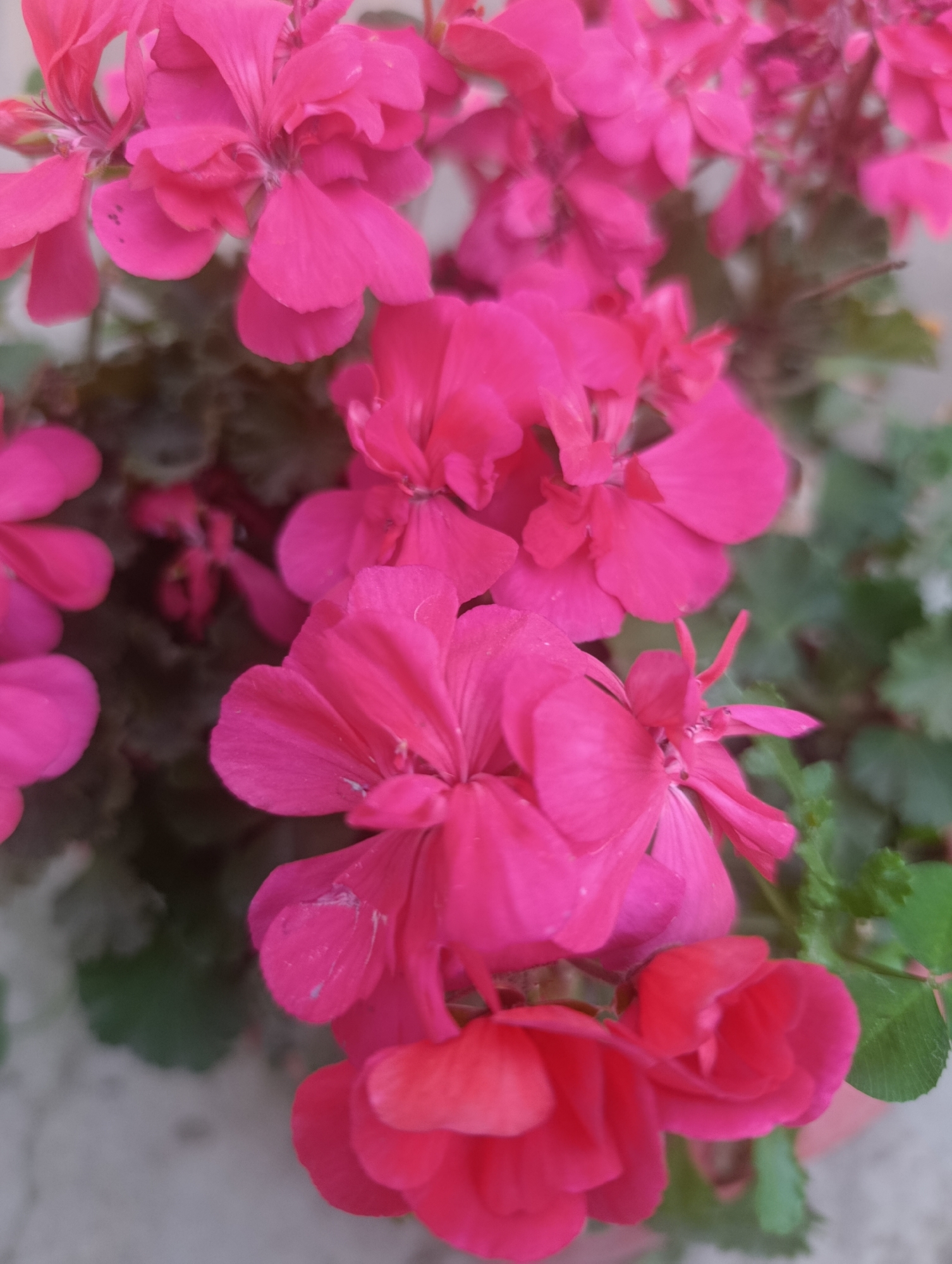 The image is a close-up, overhead shot of vibrant pink flowers in full bloom. The flowers are clustered together, with some petals slightly unfurled and others more closed, suggesting a variety of stages of bloom within the same cluster. The petals are smooth and delicate, with visible veins. Interspersed among the flowers are dark green leaves, some of which are slightly blurred due to the shallow depth of field. The background is softly out of focus, appearing as a light, muted color, possibly a wall or the sky. No people or specific city landmarks are visible, indicating the setting is likely a garden or a potted plant.