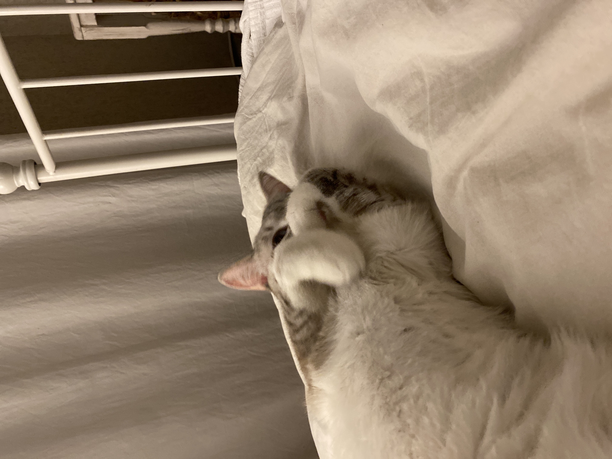 A cat rests on a bed. The bed has a white metal frame and a white sheet. The cat is primarily white with some gray patches. It has its paw raised to its face. The location is inside a residence, not identified as Yekaterinburg.