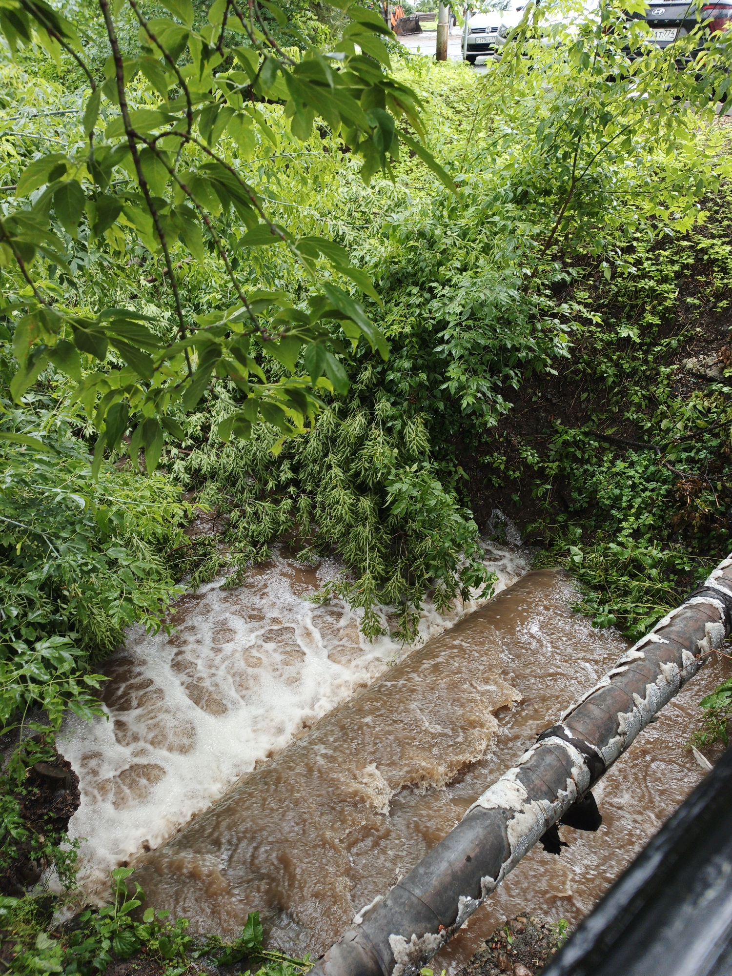 This image depicts a stormwater drain in Zlatoust, Russia, overflowing with muddy water. Lush green vegetation surrounds the scene, with branches of trees hanging low over the water. A large, weathered pipe, partially covered in peeling insulation, runs diagonally across the foreground, positioned above the turbulent water. The water itself is brown and frothy, indicating a significant amount of runoff. In the background, cars are visible, suggesting the drain is located near a road. The overall impression is one of a natural environment impacted by urban infrastructure and heavy rainfall.