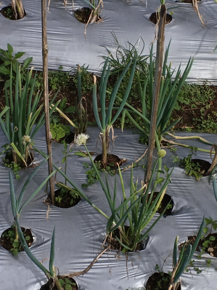 Rows of scallions or green onions are cultivated in a field covered with grey plastic mulch. The plants have long, slender green stalks. Some have flowered, with a single white, spherical bloom atop each. Weeds grow around the base of the plants, sprouting from the holes in the plastic. Thin, wooden stakes provide support to some of the onions. The field appears to be well-tended.