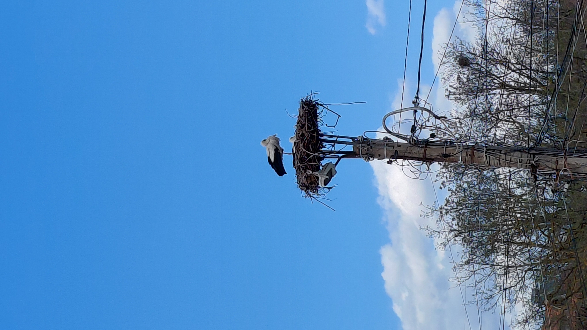 The image shows a stork nest on top of a utility pole against a bright blue sky with scattered white clouds. Two storks are visible: one standing on the edge of the nest with its head turned, and another partially obscured inside the nest. The utility pole is weathered and has numerous wires and cables attached to it. In the background, there are branches of a tree with few leaves visible, and an indistinct structure near the lower right. The location is Unknown, Unknown.