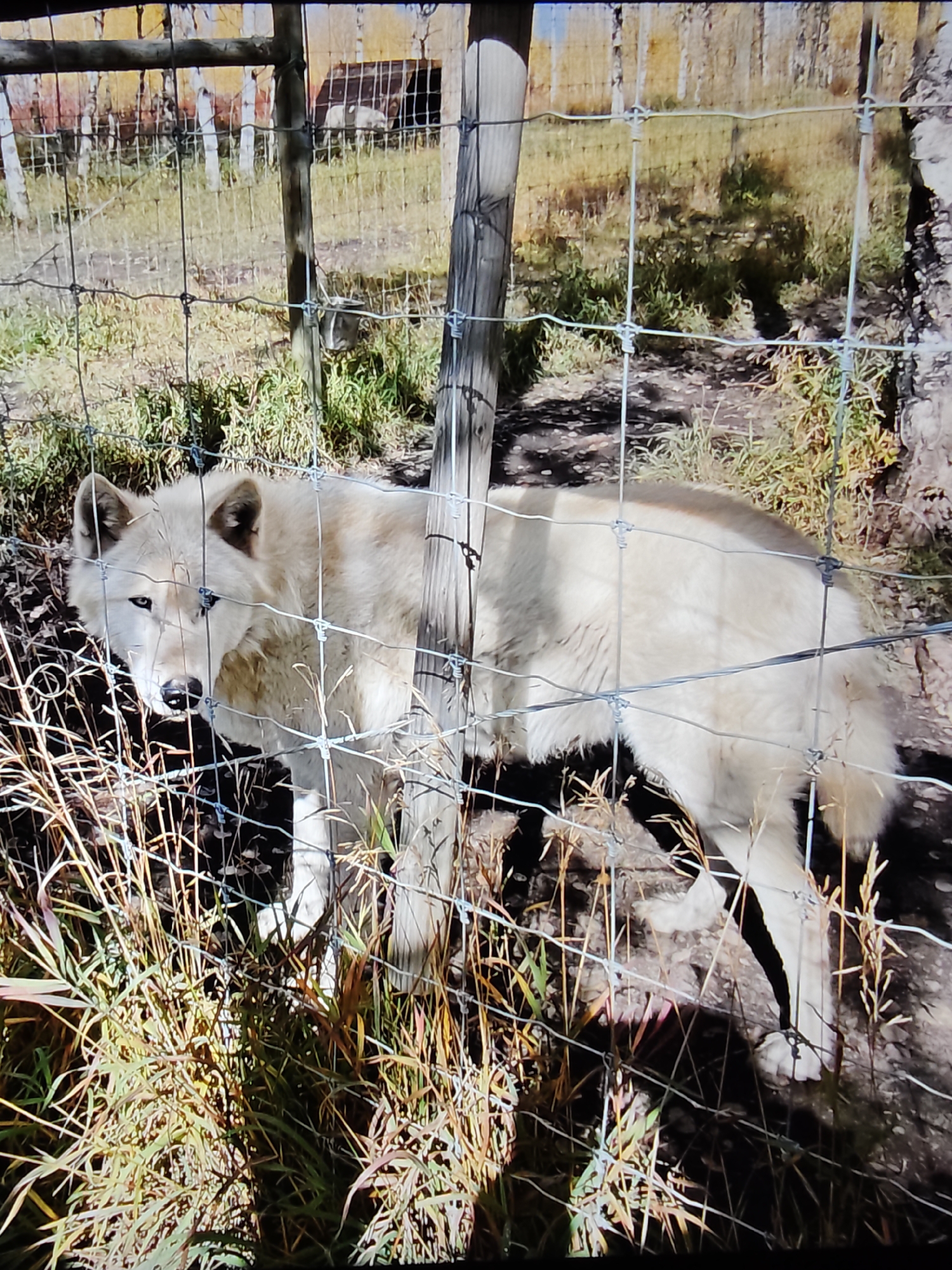 A white wolf is standing behind a wire fence. The wolf has light-colored fur and dark eyes. The fence is made of wire mesh and is supported by wooden posts. The wolf is in an outdoor enclosure with dry grass and some trees in the background. The scene appears to be an animal enclosure, possibly a zoo or wildlife park, given the fencing and enclosure-like environment. The image does not contain any discernible landmarks or contextual information that would allow for a precise location within the city of Calgary, Canada.