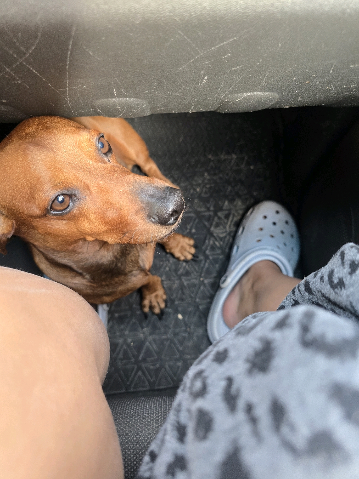 An eye-level, close-up outdoor shot shows a small brown dachshund looking up at the camera from a seated position inside a vehicle. The dog's head is in the upper left quadrant of the frame, and its body extends toward the center. A person's leg, wearing a light blue Croc shoe and gray sweatpants with a leopard print, is visible in the lower right portion of the frame. The vehicle's interior is dark and appears to be the floor area, with a black textured mat beneath the dog and the person's feet. The lighting is natural, suggesting daylight.
