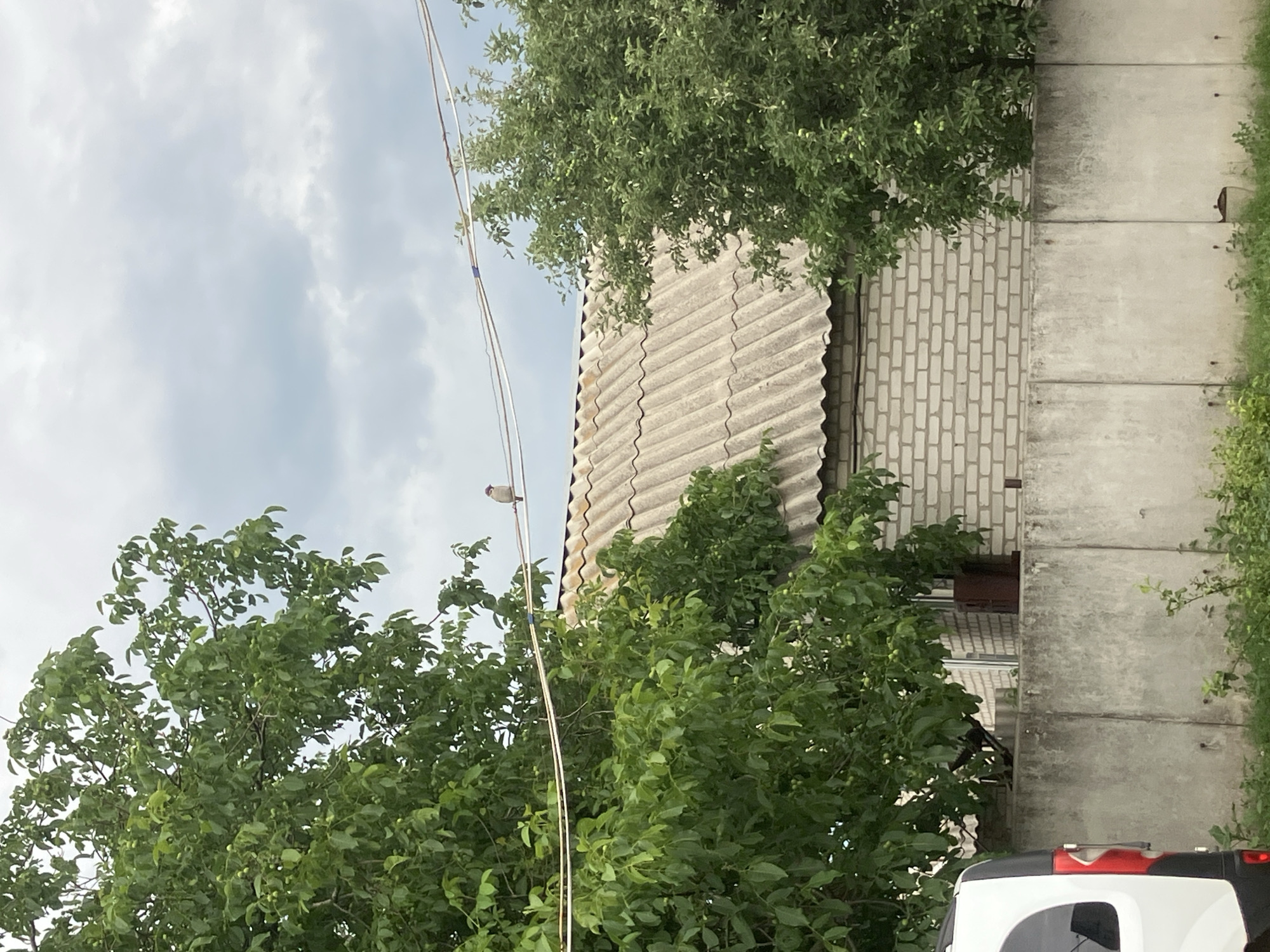 The image shows an outdoor scene in Vovkivka, Ukraine, on a cloudy day. In the foreground, a concrete wall runs horizontally across the image. To the left, a portion of a white and black vehicle is visible. Beyond the wall, a light-colored brick building with a corrugated roof is present. A tree with dense green foliage is situated to the left of the building, and another tree with similar foliage is to the right. A single bird is perched on a wire stretching across the upper portion of the scene, above the trees and building. The sky is overcast with gray clouds.