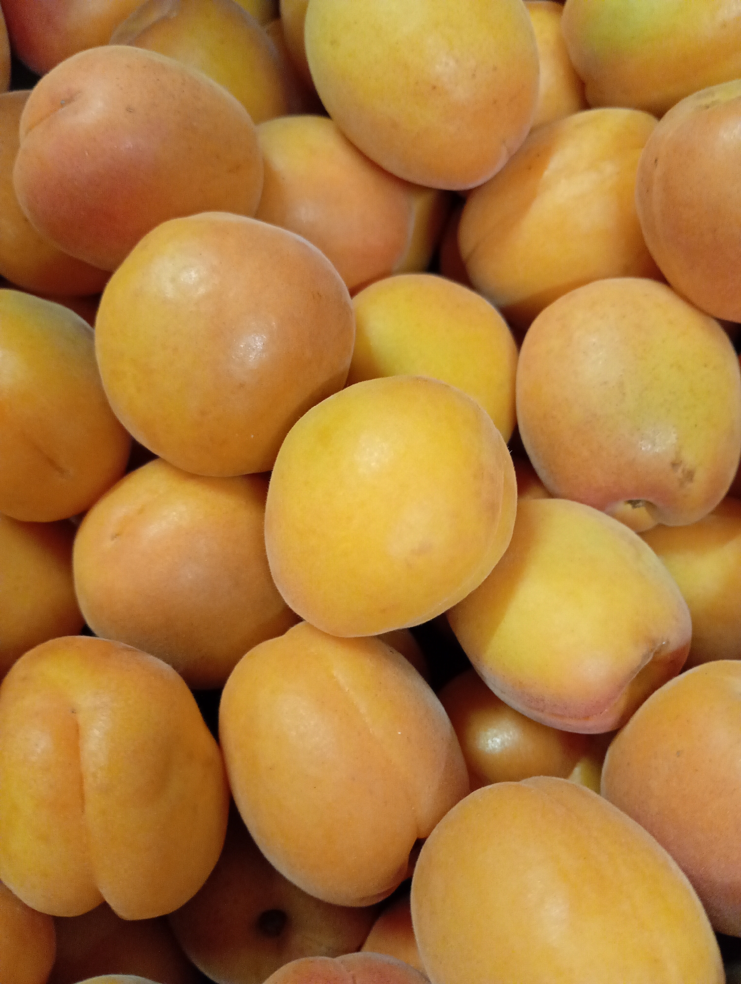 The image displays a close-up, high-angle shot of a large pile of fresh apricots, filling the entire frame. The subjects are numerous, ripe apricots, characterized by their round to oval shape and slightly fuzzy skin. Their colors range from vibrant yellow to golden orange, with many exhibiting a reddish blush, indicative of ripeness. Several apricots clearly show the distinctive suture line running along their length. The fruits appear plump and in good condition.
There is no specific activity or event taking place; the apricots are simply arranged en masse, suggesting they might be in a basket, crate, or on a market stall. The lighting is bright and even, highlighting the natural textures and colors of the fruit. No people are visible, nor are there any discernible location cues within the image itself. There is no visible text. The implied location is Kabile, Bulgaria, based on the provided context. The focus on the apricots creates a sense of abundance and freshness.