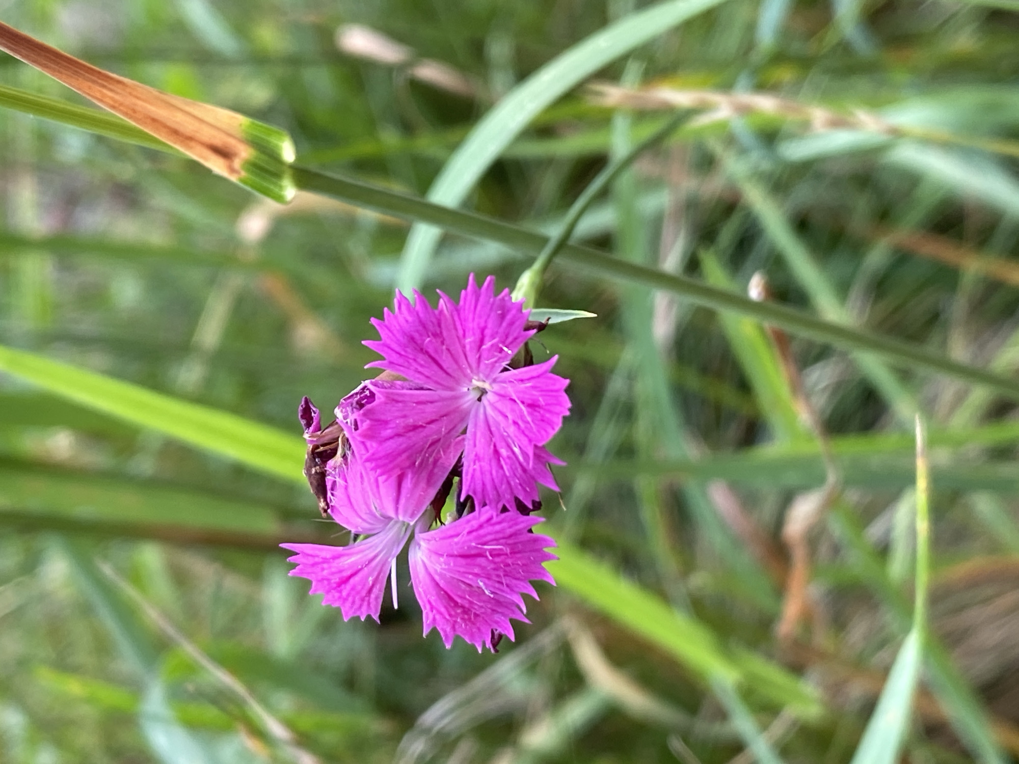 A close-up, eye-level shot shows a vibrant pink flower with jagged petals, possibly a carnation or dianthus, set against a blurry background of green grass and stalks. A small, dark insect, possibly a beetle, rests on the center of the flower. The flower is positioned slightly to the left of the frame, with a dried brown and green stalk to its right. The overall scene appears to be an outdoor natural environment, likely a meadow or garden, in the city of Luh, Ukraine. There are no people or discernable human activity in the image.