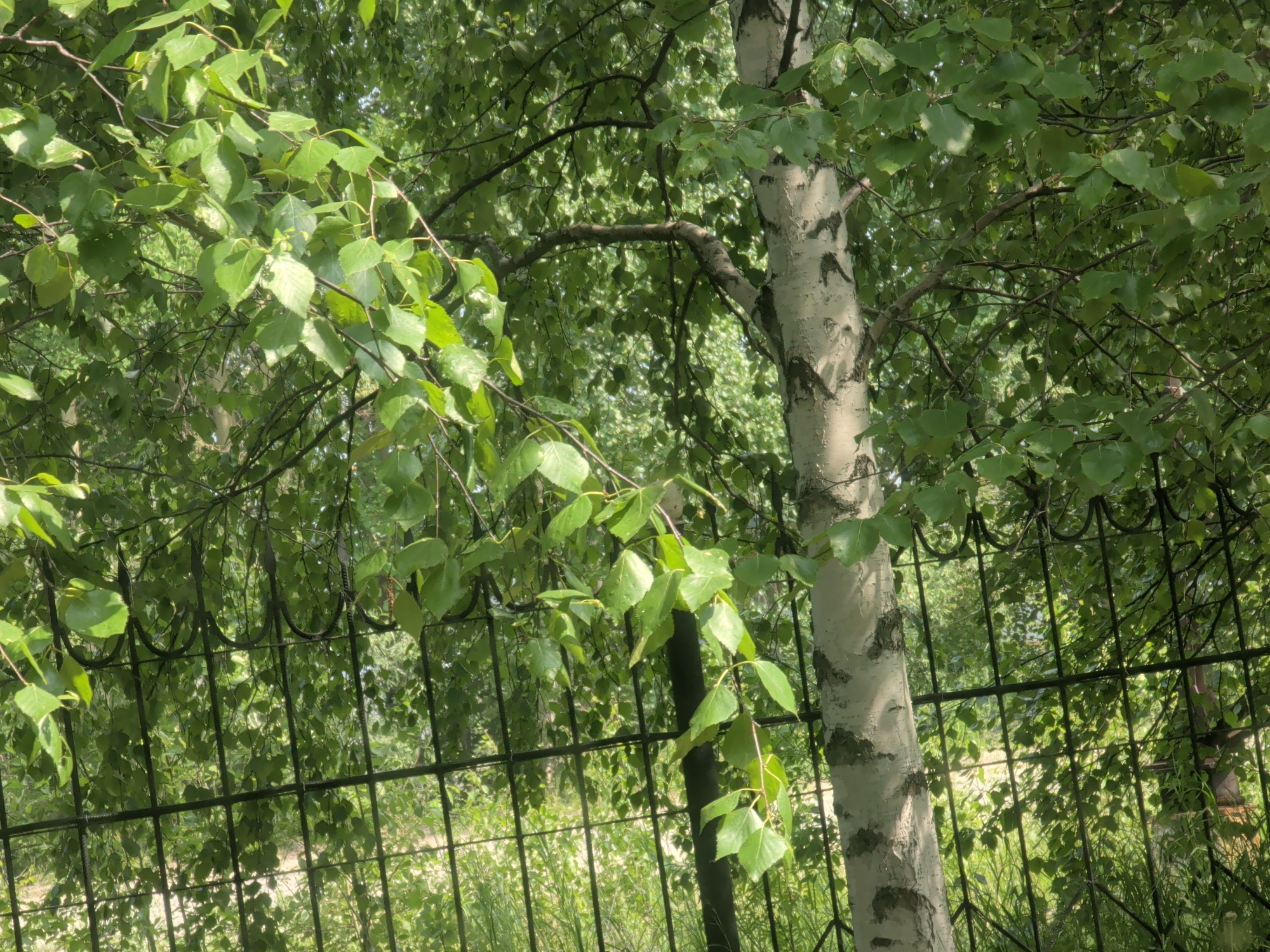 The image captures a sun-dappled scene of lush greenery, dominated by a birch tree with its characteristic white, black-marked bark, positioned in the foreground and slightly to the right. The tree is partially obscured by the leaves of another tree, which hang in clusters, creating a dense canopy. A black metal fence runs horizontally across the lower half of the image, with an ornate, curved top section in the upper part of this fence. Behind the fence, the background reveals more foliage, suggesting an outdoor setting with a natural, park-like or forested environment. The lighting indicates it is daytime, with sunlight filtering through the leaves, casting highlights and shadows. The overall impression is one of natural beauty and tranquility. The image is attributed to Nizhnevartovsk, Russia.