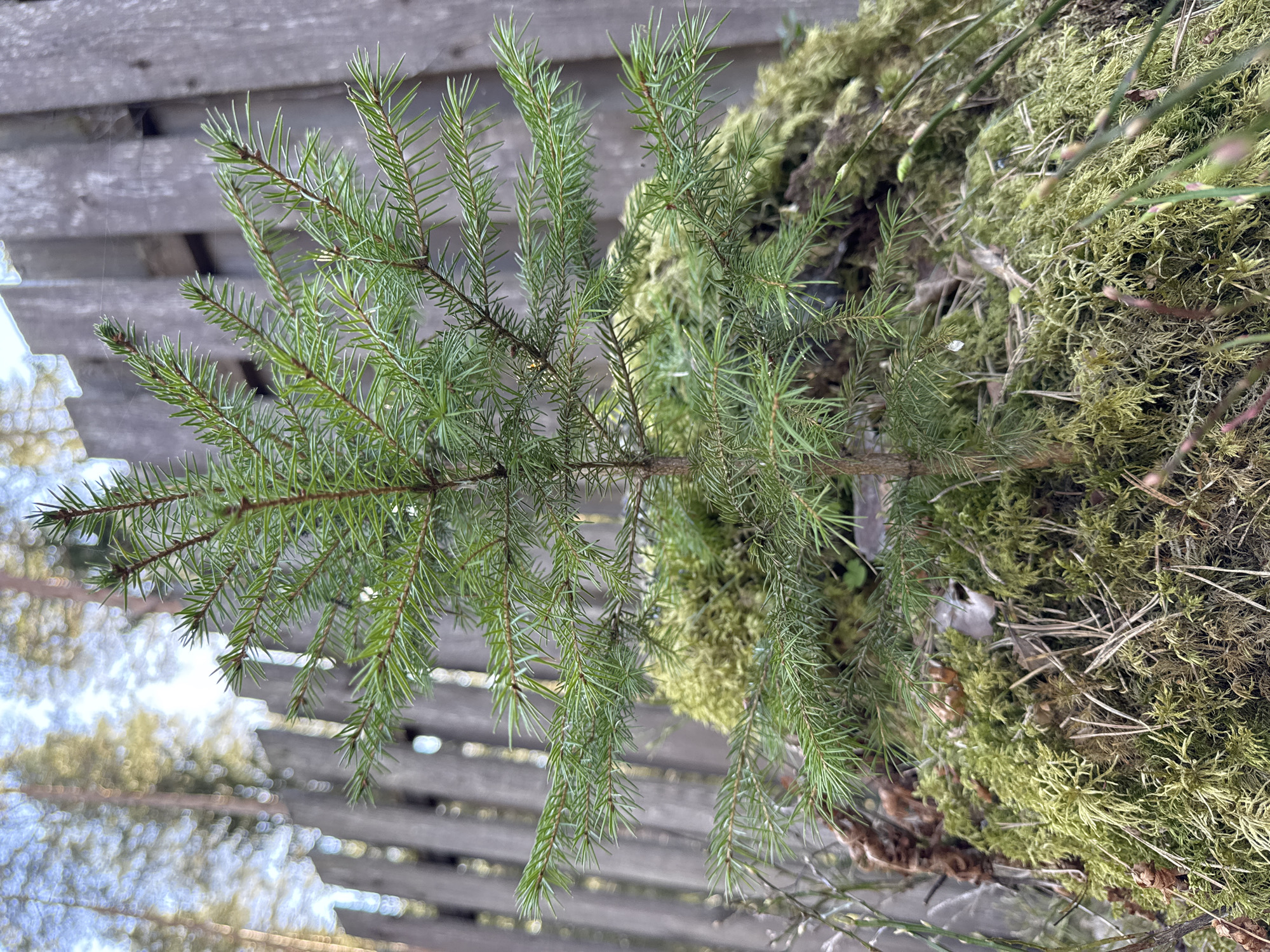 The media file presents a close-up, rotated view of a natural outdoor scene in Aleksandrovka, Russia.
**Subjects:** The primary subject is a vibrant green conifer plant, likely a young spruce or fir, with numerous short, sharp needles visible on its branches. These branches extend diagonally across the frame. To the right and below the conifer, a dense bed of green moss is clearly visible, interspersed with dried brown plant material, including what appear to be small pine needles or dried stems. In the blurred background, a weathered wooden slatted structure, possibly a fence or a building facade, is discernible, with glimpses of bright, out-of-focus light suggesting sky or distant foliage.
**Activity or event taking place:** No human activity or specific event is occurring. The image captures a static natural composition.
**Notable details:** The time of day appears to be daytime, indicated by the bright, natural illumination. The weather seems calm, as suggested by a delicate, almost invisible spiderweb spanning between some conifer needles, visible in one of the close-up crops. A small, shiny, possibly crystalline object, perhaps a water droplet or a tiny piece of ice/plastic, rests on the moss. The varying textures of the fresh green conifer needles, the soft, intricate moss, and the dried organic debris create a detailed natural tapestry. The wooden background provides a rustic, man-made counterpoint to the organic foreground. The image has been captured in a portrait orientation and then rotated 90 degrees counter-clockwise, making the main branch appear to grow from the left towards the right.
**Visible text:** There is no visible text in the media file.