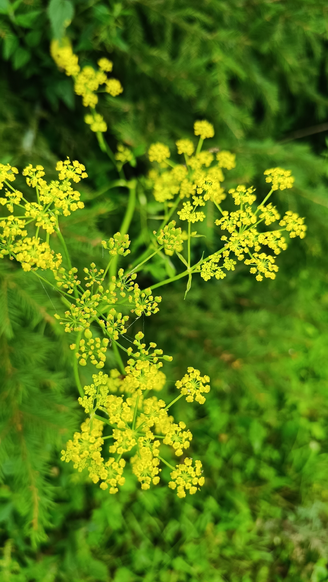 A close-up, vertical shot focuses on a cluster of small, bright yellow flowers with green stems, set against a blurred background of dark green foliage, likely pine needles. The flowers are delicate and appear to be in a wild or natural setting. There is no indication of urban environment or the city of Karsha, Russia. The image is focused on the floral subject with a shallow depth of field.