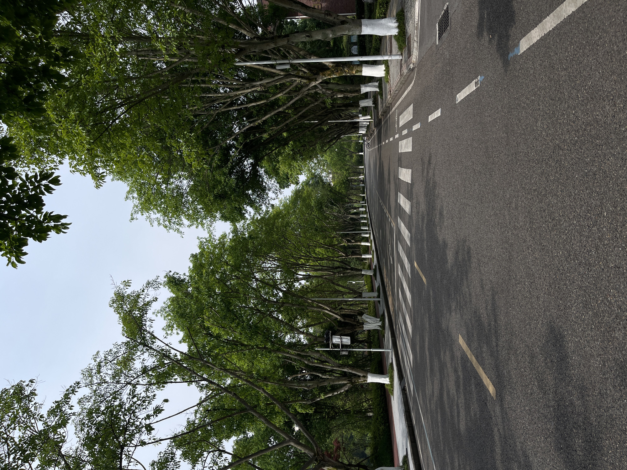 The image shows a street scene in Chongqing High-tech Zone, China. A paved road with white zebra crossings and a yellow lane marking runs along the right side. The road is flanked by rows of trees with white-painted trunks and green canopies. The sky is visible through the trees. Light poles are placed along the road. The scene appears to be taken in daylight.
