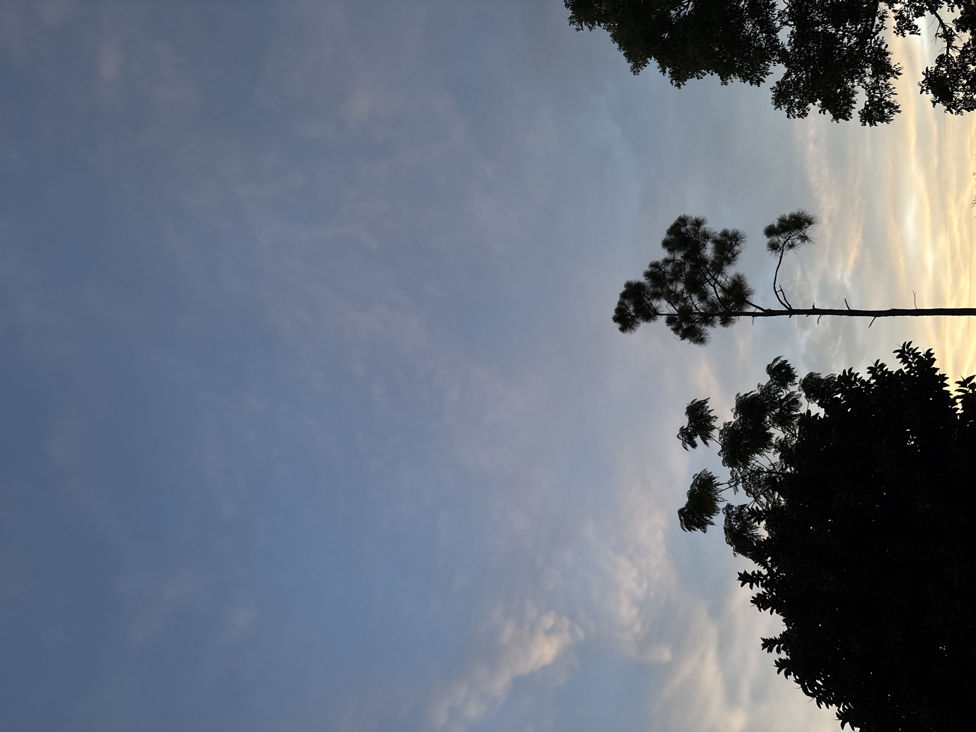 A silhouette of trees against a twilight sky is depicted. The sky is a gradient of blue and pale orange, with wispy clouds scattered throughout. On the left, a large, dense tree forms a dark mass. To the right of center, a tall, slender pine tree stands, its branches spread out. On the far right, another tree's dark foliage is visible. The image appears to be taken outdoors, possibly in a park or backyard, in North Port, Florida, United States of America. No people or specific landmarks are present.