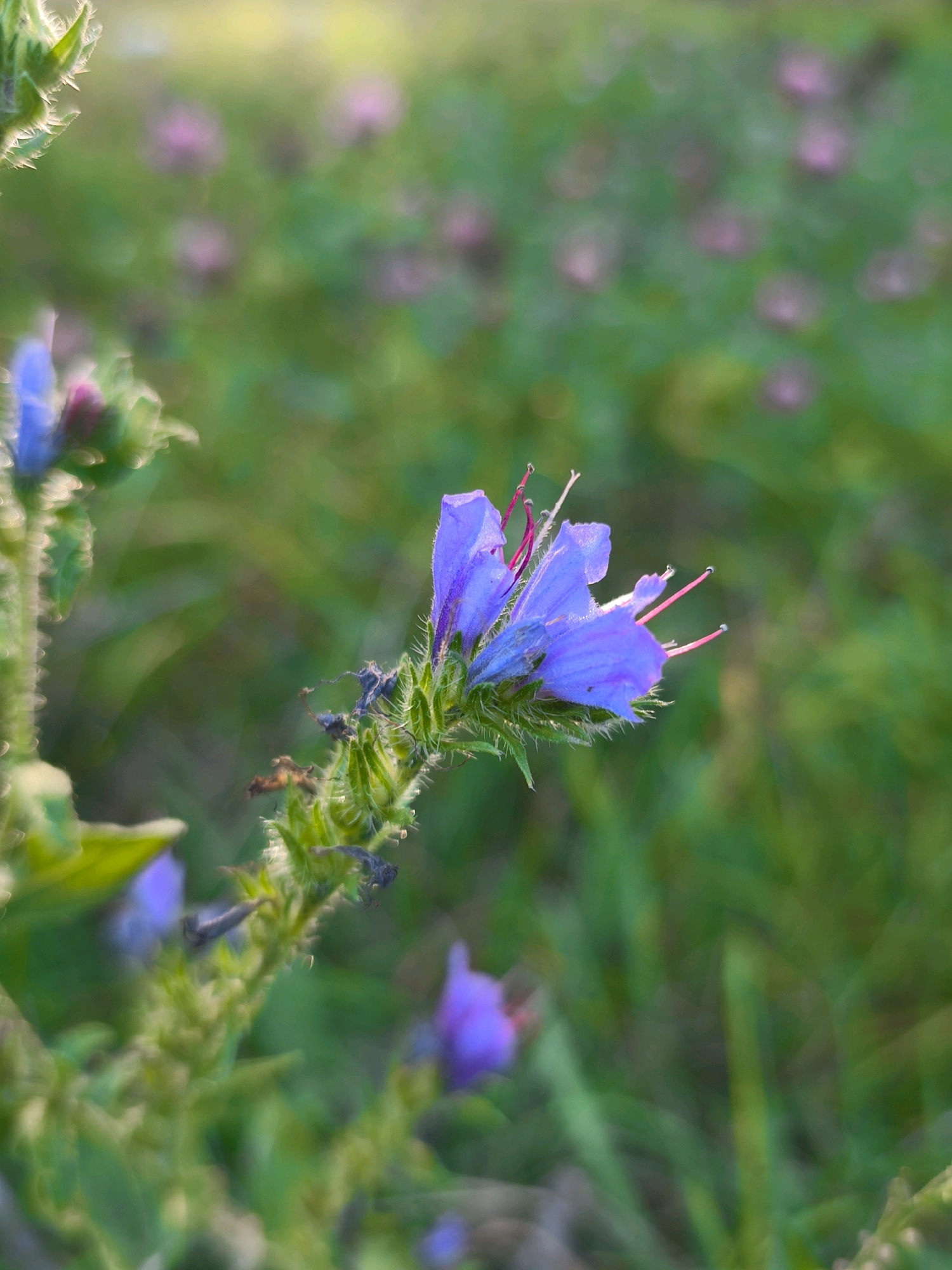 A close-up, vertical photograph captures a single, fuzzy green stalk with several small purple flowers in various stages of bloom. The main flower in focus is a vibrant purple, with delicate petals and prominent pink stamens reaching outwards. The stalk itself is covered in fine, white hairs, giving it a soft, textured appearance. The background is a blur of soft green foliage and out-of-focus pink shapes, suggesting a meadow or garden setting. The lighting is soft and natural, likely from the sun, creating a gentle bokeh effect. There is no indication of human presence or any specific urban features; the scene is purely natural. The location is identified as Mahilyow, Belarus.