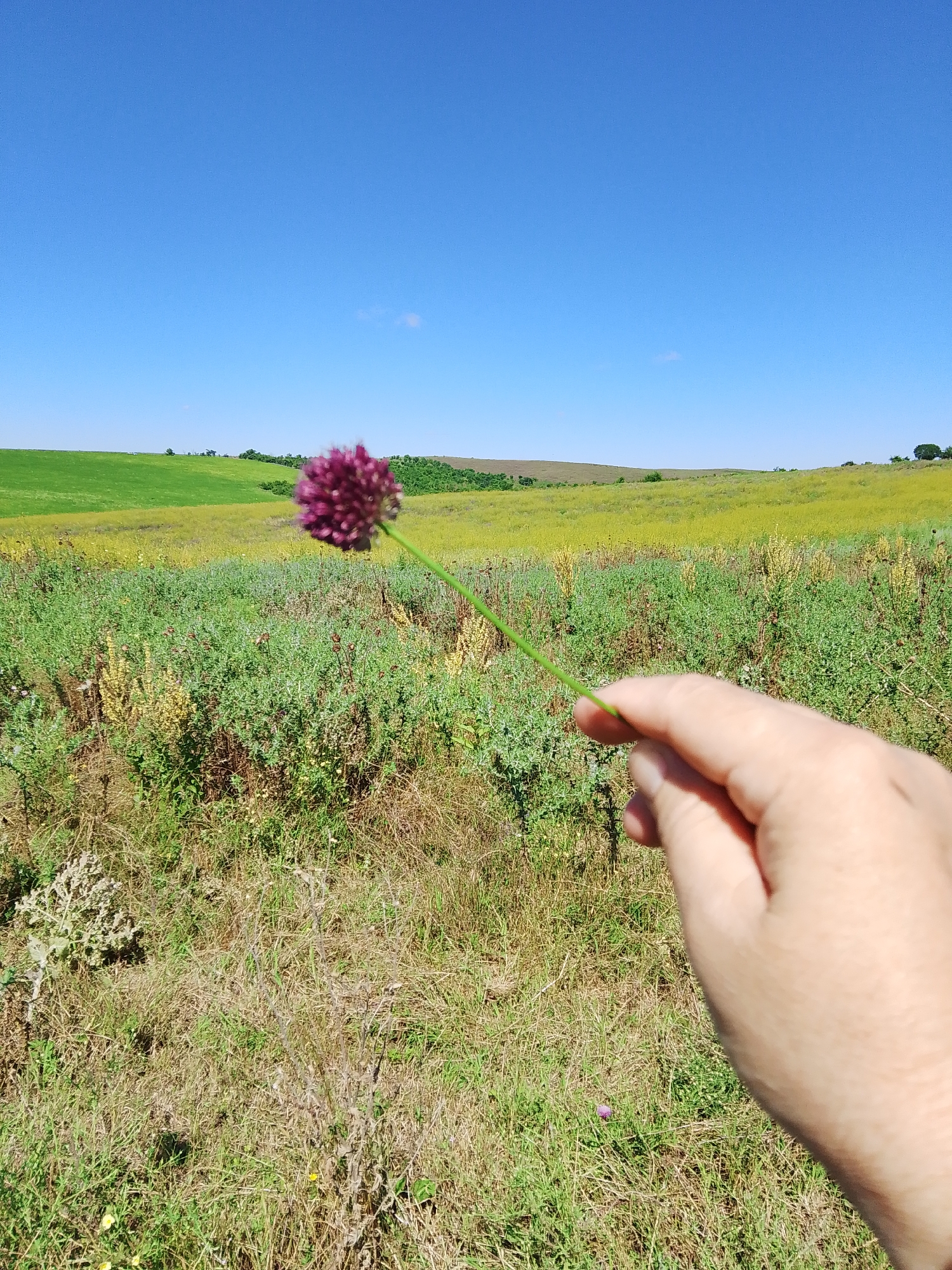 The image shows a person's hand holding a small purple flower stem with a bulbous purple flower at the top, in the foreground. The hand is out of focus and occupies the lower right portion of the frame. Behind the hand and flower, there is a natural landscape with rolling hills covered in green and yellow vegetation under a clear blue sky. The scene suggests an outdoor setting in a rural or natural area. There is no indication of the city of Krasnostepnovskoe, Russia, in the image itself.