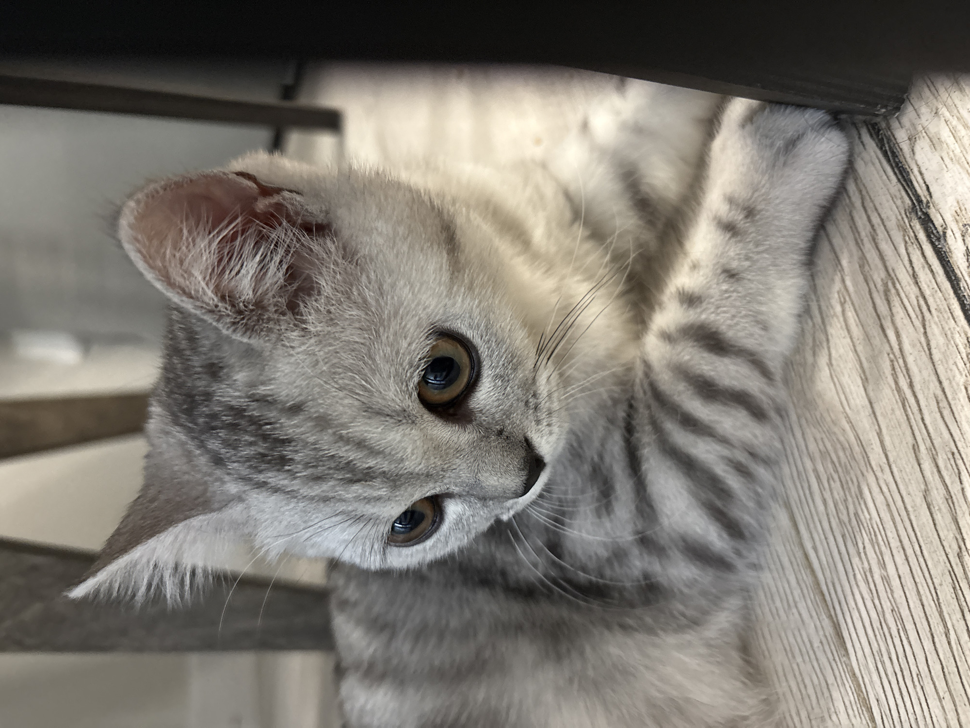 A young, silver tabby cat with large, amber eyes is lying on a light-colored, wooden floor. The cat's fur has distinct dark grey stripes. The background is blurred, showing the legs of furniture, suggesting an indoor setting. The lighting is soft, casting subtle shadows. There are no people visible in the image.