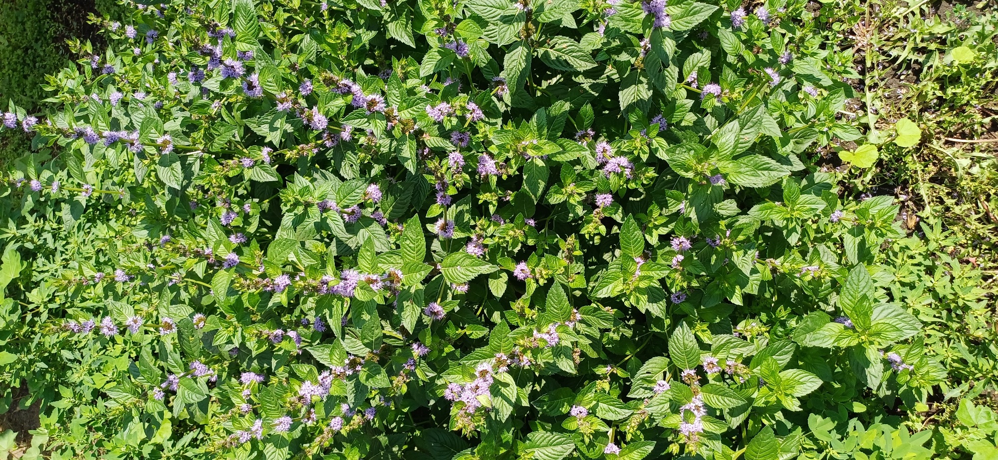 The image displays a dense patch of green mint plants with numerous small purple flowers, indicative of a natural or cultivated garden setting. The plants are vibrant and healthy, with sunlight casting shadows, suggesting an outdoor environment. There is no indication of human presence or activity within the frame, nor is there any specific detail that would pinpoint the location to Береговая, Russia. The scene is a close-up, top-down view of the flora, emphasizing the texture and color of the leaves and blossoms.