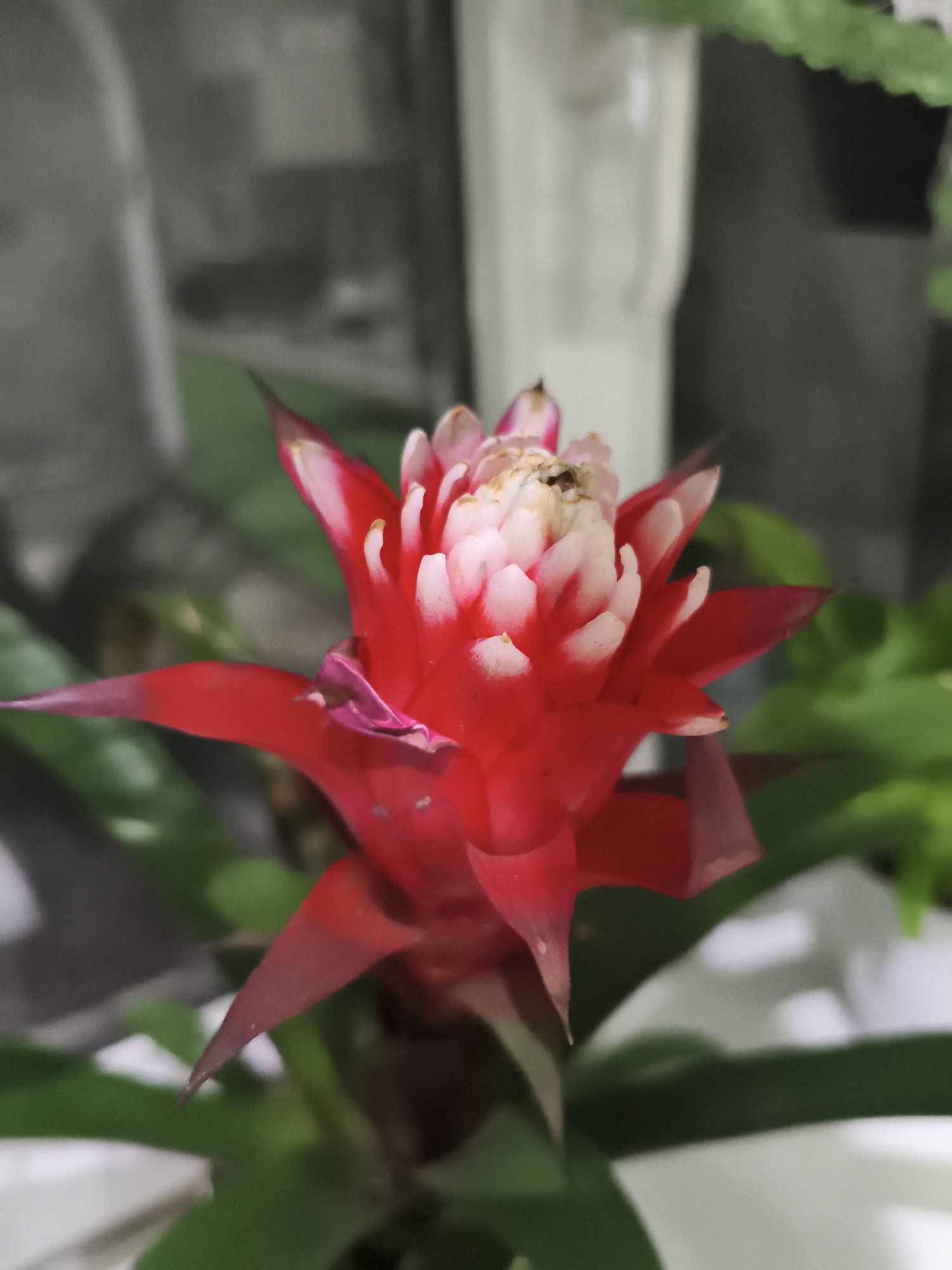 A close-up, medium-shot, vertical photograph captures a vibrant red and white bromeliad flower with green foliage in the background. The flower, which is the central subject, exhibits a spiky, star-like shape with bright red outer bracts and delicate white inner petals. The focus is sharp on the flower, while the background, composed of blurred green leaves and hints of a white, cylindrical object, is out of focus. The lighting appears to be artificial, creating soft shadows and highlighting the textures of the petals and leaves. No people or specific landmarks of Bishkek City, Kyrgyzstan, are identifiable in the image.
