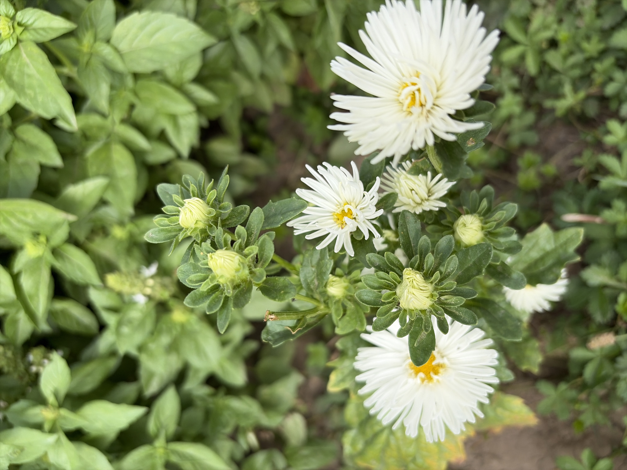 The image shows a close-up of white aster flowers and their buds, surrounded by lush green foliage. The flowers have delicate, ray-like petals radiating from a central yellow disk. Several unopened buds, tightly furled and greenish-white, are visible on the stems. The background consists of blurred green leaves, suggesting a garden or natural setting. The lighting appears to be natural daylight, casting soft shadows and highlighting the texture of the petals and leaves. The scene evokes a sense of natural beauty and growth. There are no people or animals visible in the image. The location in Oxentea, Moldova is not visually discernible from the image itself.