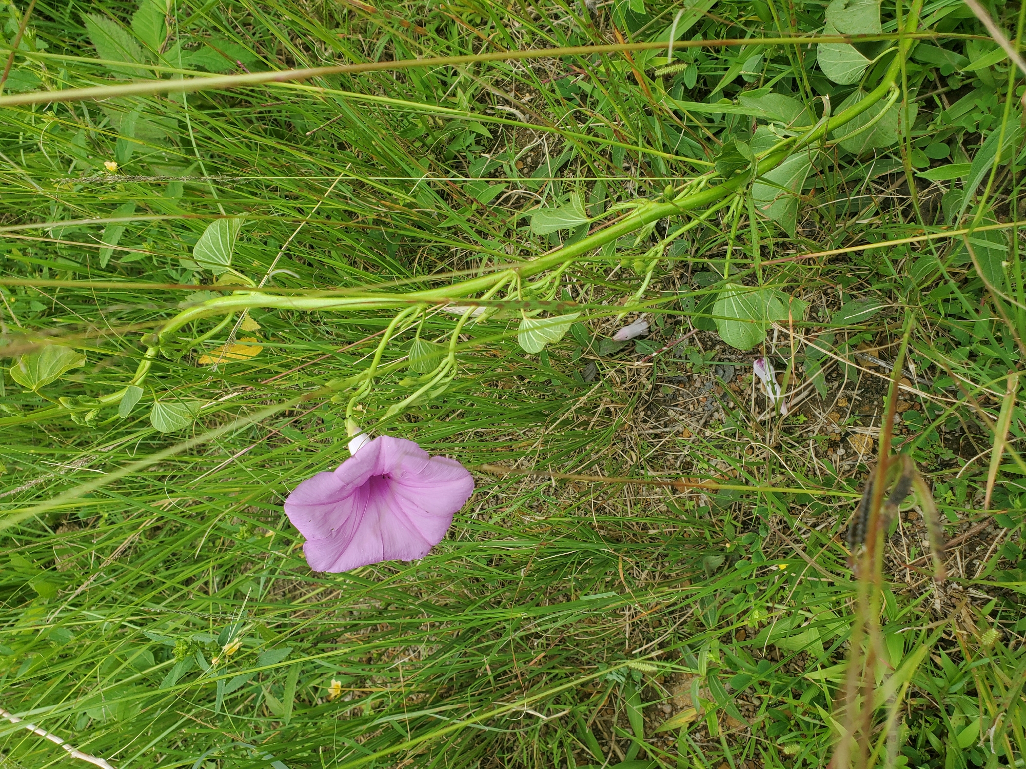 A single, light purple, trumpet-shaped flower with prominent veining is centered in a field of green grass and other low-lying vegetation. A green vine with heart-shaped leaves supports the flower and extends towards the right side of the frame. The background consists of more green grass, some dry brown stalks, and patches of exposed soil with small pebbles. The lighting suggests an outdoor environment, likely during daylight hours. The scene is devoid of any human presence or activity. The specific location in Jos, Nigeria, cannot be determined from the visual information in the image.