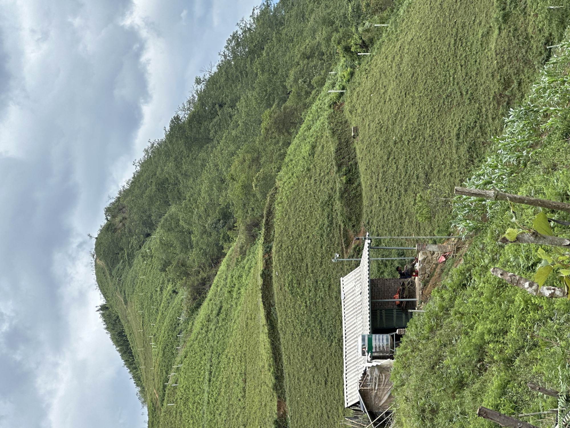 The image shows a landscape in Mường Hoa, Vietnam. A steep hillside covered in dense green vegetation dominates the scene. The land appears terraced, with level sections cut into the slope. A small, simple structure with a white corrugated roof is nestled into the hillside. The roof appears to be corrugated metal. In the shelter, there are bikes and people sitting behind a rock wall. The sky is overcast with grey clouds. A wooden fence with dense foliage is visible in the foreground on the right.