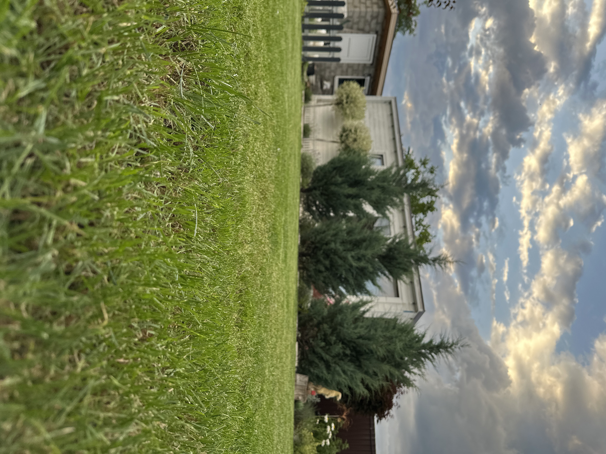 The image captures a low-angle view of a lush green lawn in a backyard. In the background, a modern, light-colored rectangular building with windows is visible, flanked by several conical evergreen trees. To the left of this building, a smaller, gray brick structure with a white door and a black picket fence stands. The sky above is dramatic, filled with a mix of dark, heavy clouds and lighter, illuminated sections, suggesting a transitional weather condition, possibly late afternoon or early evening. The overall impression is of a well-maintained suburban or rural garden setting, likely within the city limits of Nevinnomyssk, Russia, given the user's prompt. There are no people or explicit actions depicted, focusing solely on the static elements of the landscape and structures.