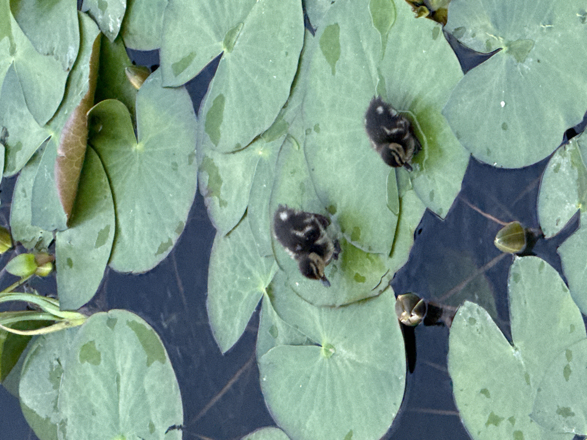 The image depicts a close-up, vertical view of a pond filled with lily pads and dark water. Two ducklings are present, one in the upper center of the frame and another in the lower right. The ducklings are small, dark, and fluffy with lighter markings. They are positioned on lily pads. In the background, there are several more lily pads, some with water droplets on them, and a few unopened lily buds. The scene is natural and serene, typical of a pond habitat. No specific location within the city of Votkinsk, Russia, can be identified from the image itself; it's a general natural scene.