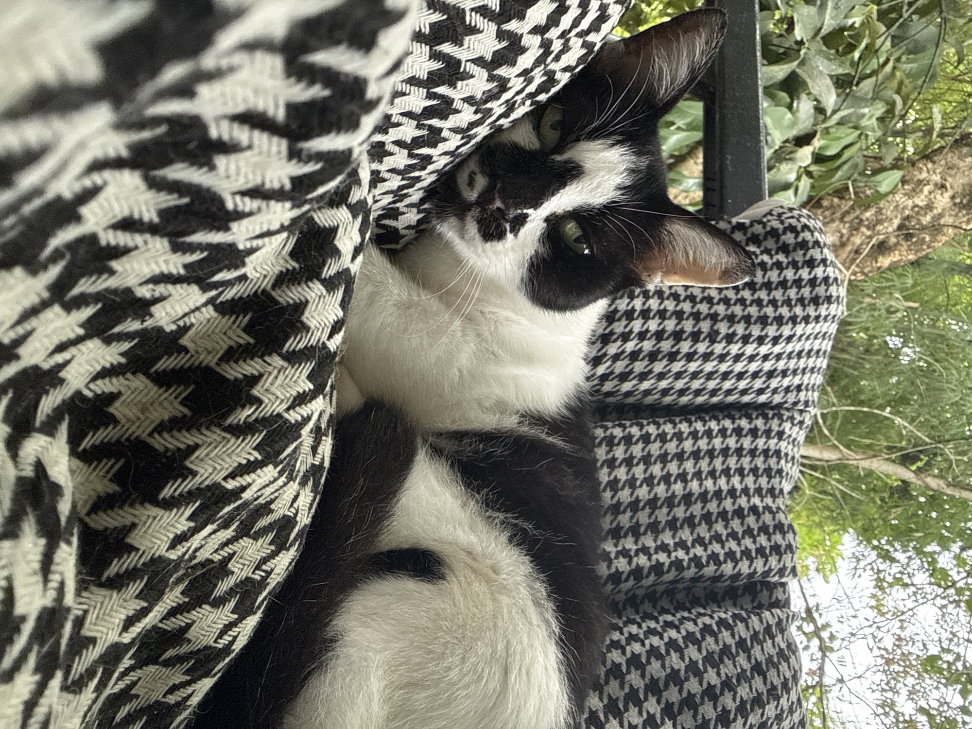 A black and white cat is nestled amongst black and white houndstooth fabric. The cat is looking up at the camera with green eyes. Its face is white with black markings, including a black patch over its right eye and a black nose. The cat's ears are also black. The fabric is draped around the cat, creating a cozy and textured environment. In the background, there are green leaves and tree branches, suggesting an outdoor setting. The light appears to be natural, possibly from daytime. The overall mood is calm and relaxed, with the cat seeming comfortable and content in its surroundings. The scene is set in Ko Pha-ngan District, Thailand.