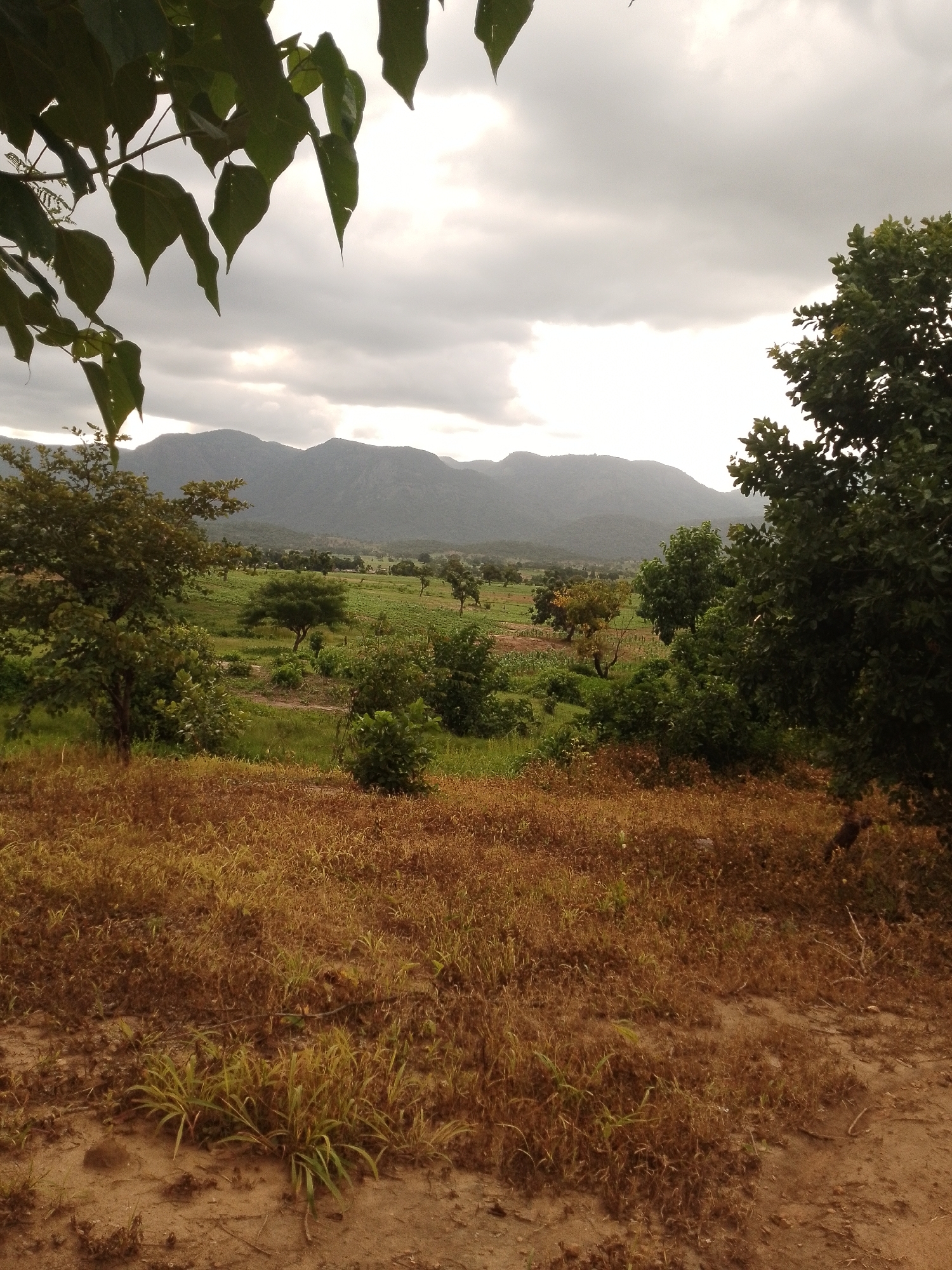 The image depicts a rural landscape in Balewa, Nigeria, under a cloudy sky. In the foreground, dry, brown grass and sandy soil dominate. This area transitions to a cultivated field with rows of crops, likely maize or millet, interspersed with scattered trees and bushes. In the mid-ground, a line of trees and vegetation creates a visual barrier before the distant, rolling hills that form the backdrop. The sky is overcast, with diffused sunlight filtering through the clouds, casting a soft light on the scene. The overall impression is one of a natural, agricultural environment.
