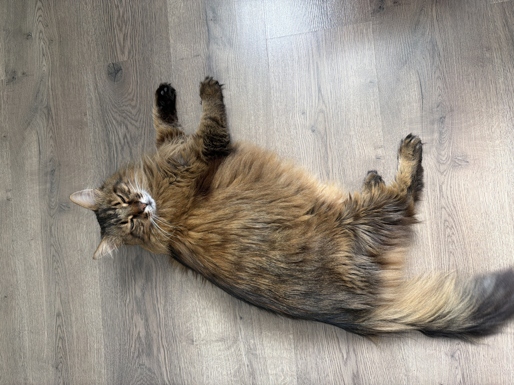 The image shows a long-haired tabby cat lying on its side on a wooden floor. The cat is predominantly brown and black, with some lighter brown or tan markings. Its eyes are mostly closed, and its paws are extended. The floor appears to be made of laminate or hardwood planks, with a visible wood grain pattern. The lighting suggests the presence of a light source from the upper right, casting a subtle shadow to the left of the cat. The image is taken from a top-down perspective. There is no information within the image to indicate a specific location in Kyiv, Ukraine.