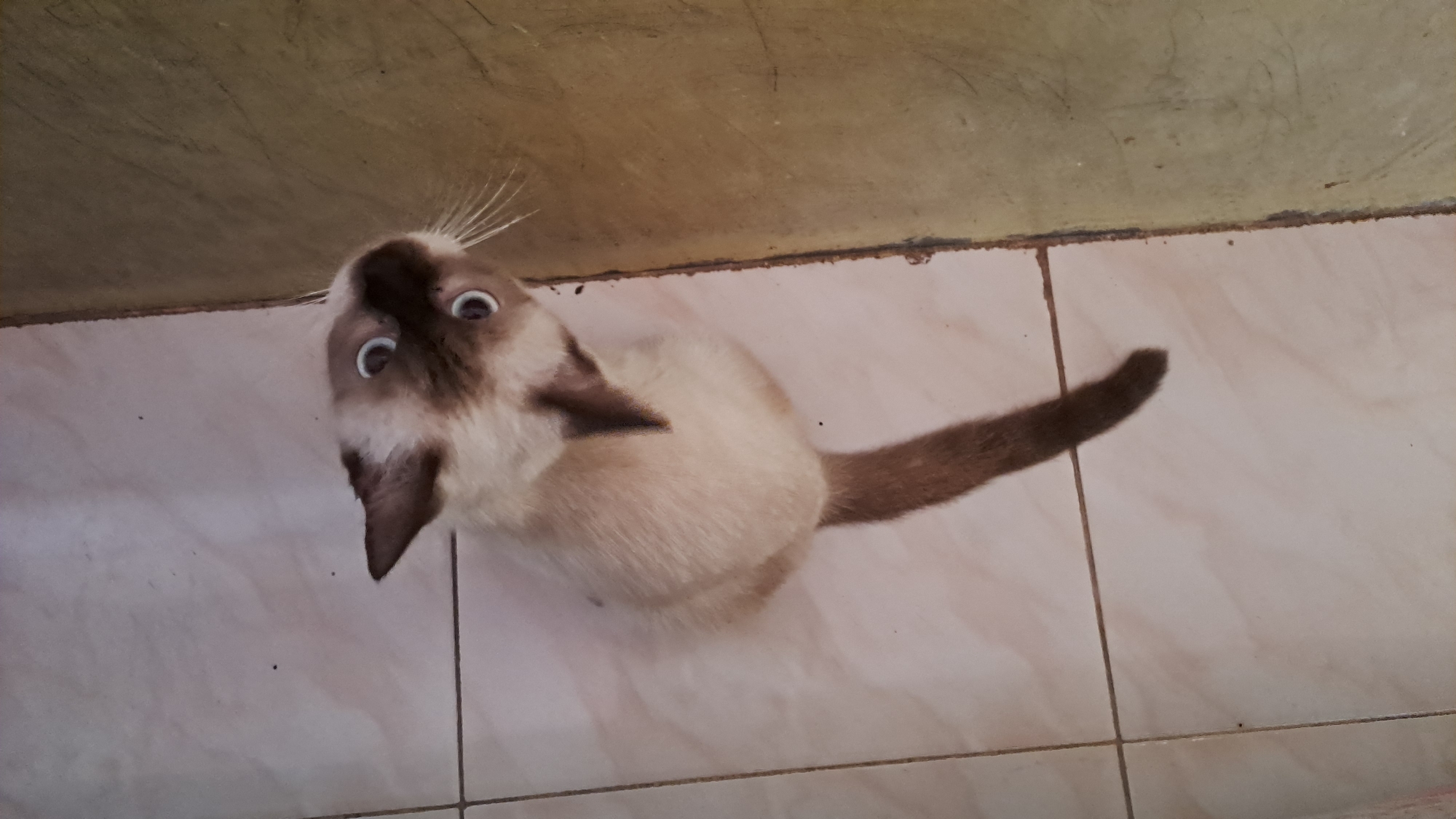 An overhead shot shows a Siamese cat with light brown fur and dark brown points on its face, ears, and tail. The cat is sitting on a tiled floor, with its body angled towards the right side of the frame. Its eyes are open and blue, and it appears to be looking up at the camera. The floor is light beige and has a grout line running horizontally and vertically, dividing it into squares. To the left of the cat, there is a wall with a textured, light green surface. The image is taken from a high angle, looking down at the cat. The scene is indoors, likely in a home, with no specific indicators of location within Lhokaweawe, Indonesia.