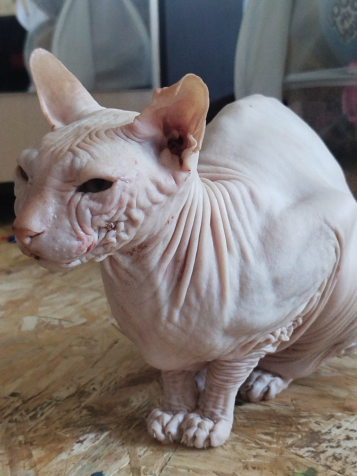 A close-up, eye-level, full shot captures a hairless cat, likely a Sphynx, resting on a wooden surface. The cat is predominantly light pink with visible wrinkles across its body and face. Its ears are large and pointed, and its eyes are dark. The wooden surface beneath the cat appears to be some form of particleboard or unfinished wood, with visible grain and slight discoloration. The background is softly blurred, with hints of neutral-colored furniture or drapery, suggesting an indoor setting. There are no people or other animals visible in the frame. The image is well-lit, focusing on the texture and form of the cat. The location of Zavodoukovsk, Russia, cannot be determined from the visual information provided.