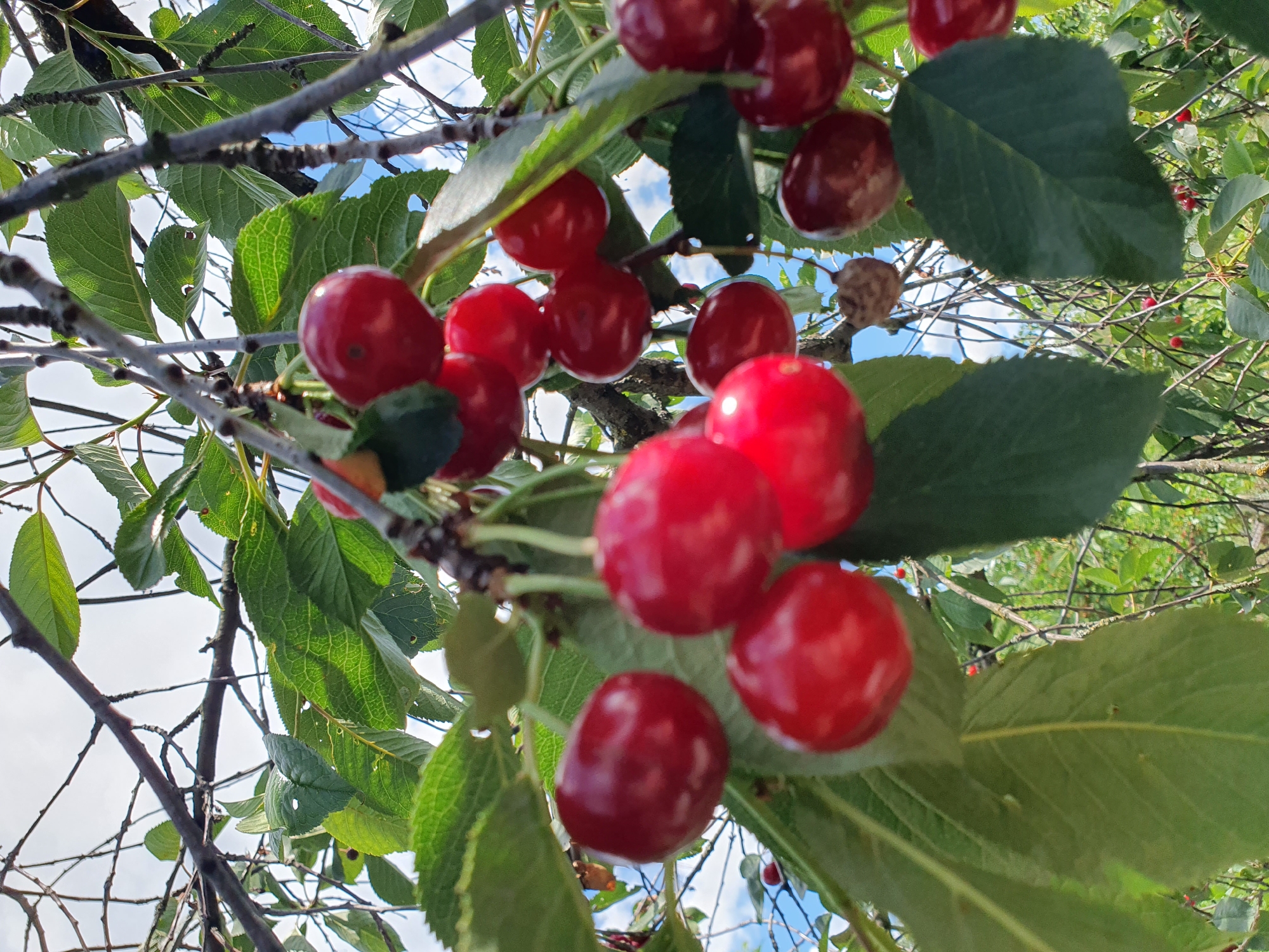 A close-up, low-angle shot captures a cluster of ripe cherries hanging from a tree branch, with their vibrant red skin glistening under the daylight. Several green leaves are interspersed among the fruit, some with visible veins and minor imperfections. The background consists of a bright sky with scattered white clouds, and more foliage and branches of the cherry tree, creating a natural, outdoor setting. The image appears to be taken in an orchard or garden in Novoivanivka, Ukraine, a rural village.