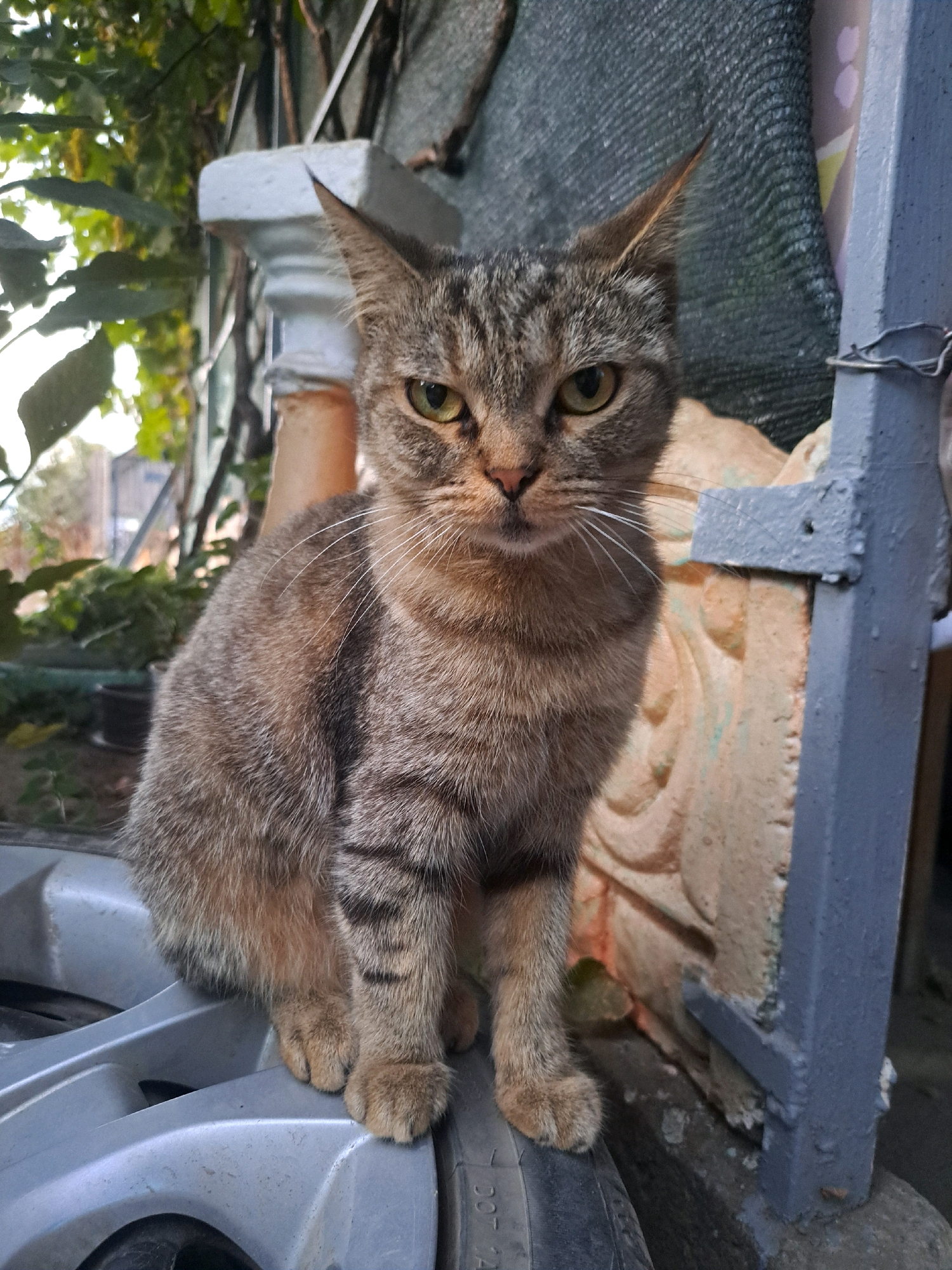 A tabby cat sits on a silver hubcap in front of a weathered concrete column and a textured, light-colored relief sculpture. The cat faces forward with green eyes and prominent white whiskers. Its fur is a mix of brown, grey, and black stripes. Behind the cat, greenery and some building structures are visible. A grey metal post stands to the right of the cat, attached to which is a wire. This scene is located in Vypasne, Ukraine.