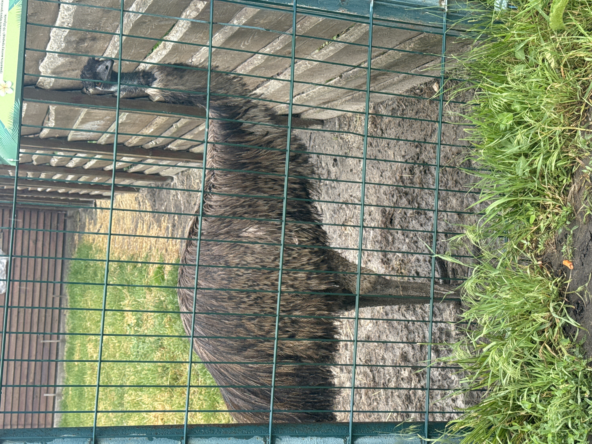 The image shows an emu standing behind a green metal fence. The emu is mostly brown with shaggy feathers and has a long neck and legs. It is standing in a muddy enclosure with some grass growing in front of the fence. A wooden structure is visible behind the emu. The scene appears to be an outdoor enclosure in a zoo or animal park. Based on the provided location, this is likely an emu enclosure in the city of Zaliznychne, Ukraine.