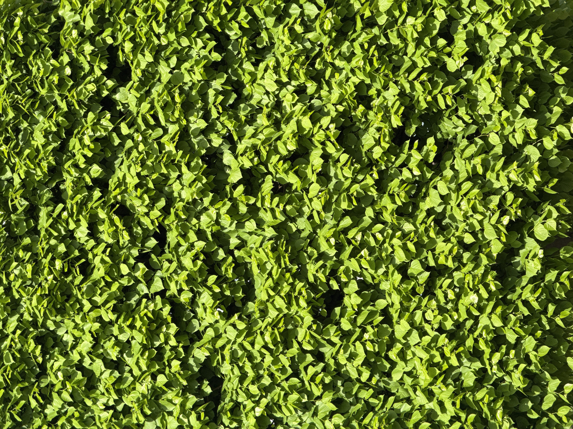 The image depicts a dense wall of green foliage, likely a hedge or climbing plant, covering a vertical surface. The individual leaves are small and tightly packed together, creating a textured appearance. There are some darker areas visible within the foliage, suggesting shadows or gaps in the plant cover. The lighting is bright and casts shadows across the leaves, highlighting the texture and depth of the foliage. There are no people or objects directly visible in the image beyond the plant life. The location is Moscow, Russia.