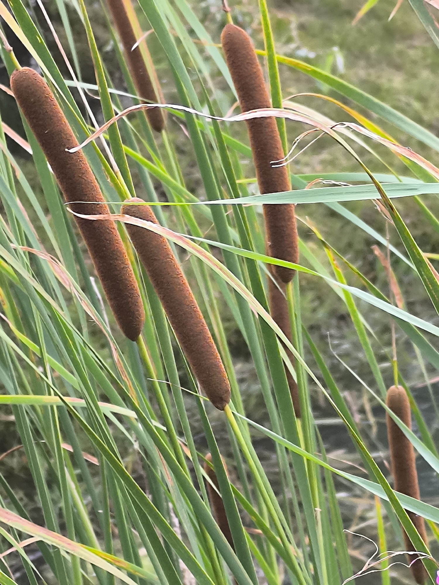 The image is a close-up shot of cattails in a natural environment. Several brown cattail heads are visible, surrounded by long, green, blade-like leaves. Some of the leaves are bent or slightly withered, and a few thin, wispy stalks are also present. The background is out of focus, showing a soft blur of green and muted colors, suggesting a natural setting such as a marsh or the edge of a body of water. There are no people or man-made structures visible in the image, and no action is taking place. The lighting appears to be natural daylight, with soft shadows. The scene is forensic in its detail, presenting the subject matter without interpretation or added information. The location in Mažučiai, Lithuania, is not discernible from the visual content of the image itself.
