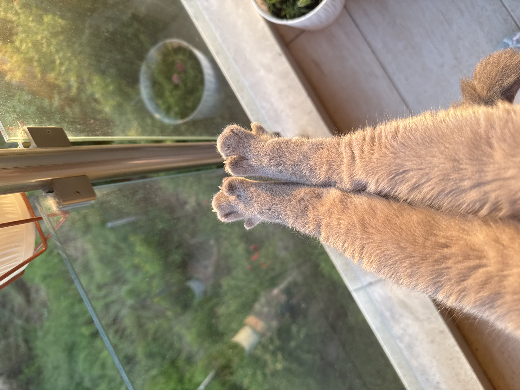 A high-angle, close-up photograph taken in Varna, Bulgaria, depicts two extended and crossed feline forepaws, covered in light-tan fur, resting on the upper edge of a transparent glass balcony railing. The paws show distinct, rounded toe structures. The scene is illuminated by warm, golden light from the right, highlighting the texture of the fur. The railing consists of a clear glass panel secured by a light-colored vertical metal support post on the left. Beyond the railing, an out-of-focus background reveals a natural green environment, consistent with grass or foliage, and a blurred white pot containing green vegetation. On the balcony floor, to the lower right, a white fluted pot with a green plant is partially visible. No human subjects are present.